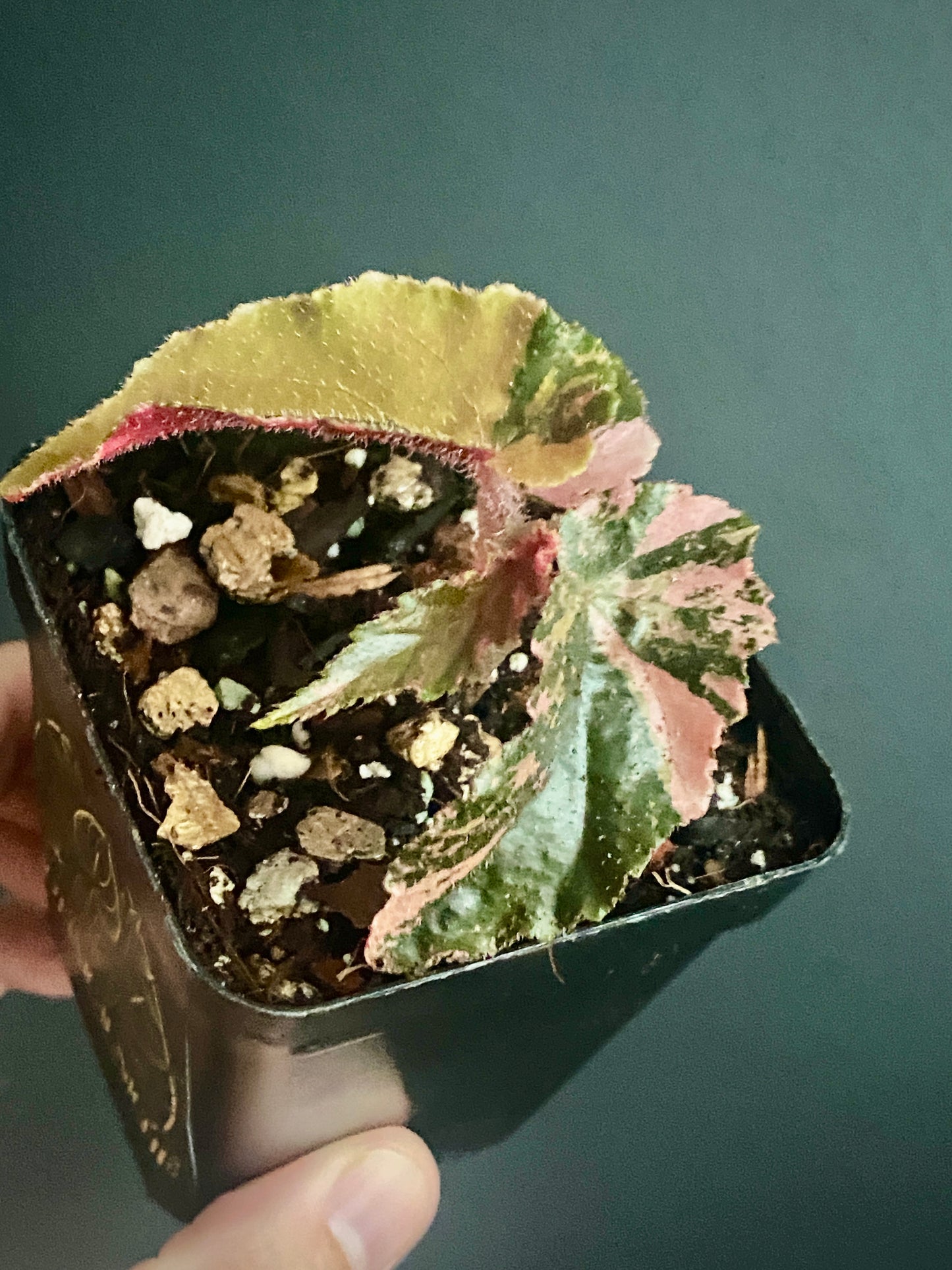 Begonia Ginny Galaxy Pink variegated | 7 cm pot