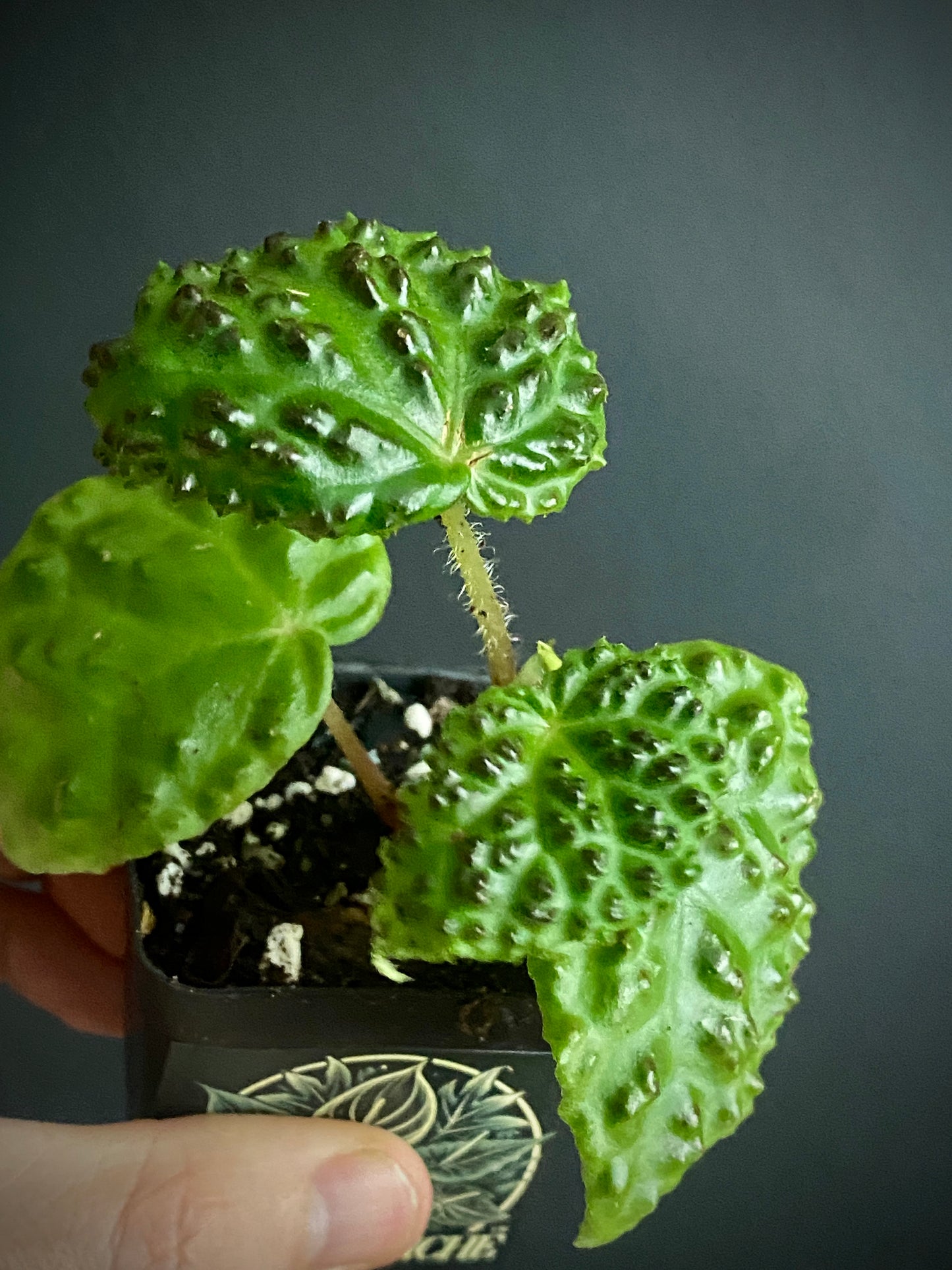 Begonia Dracopelta | 6 cm pot