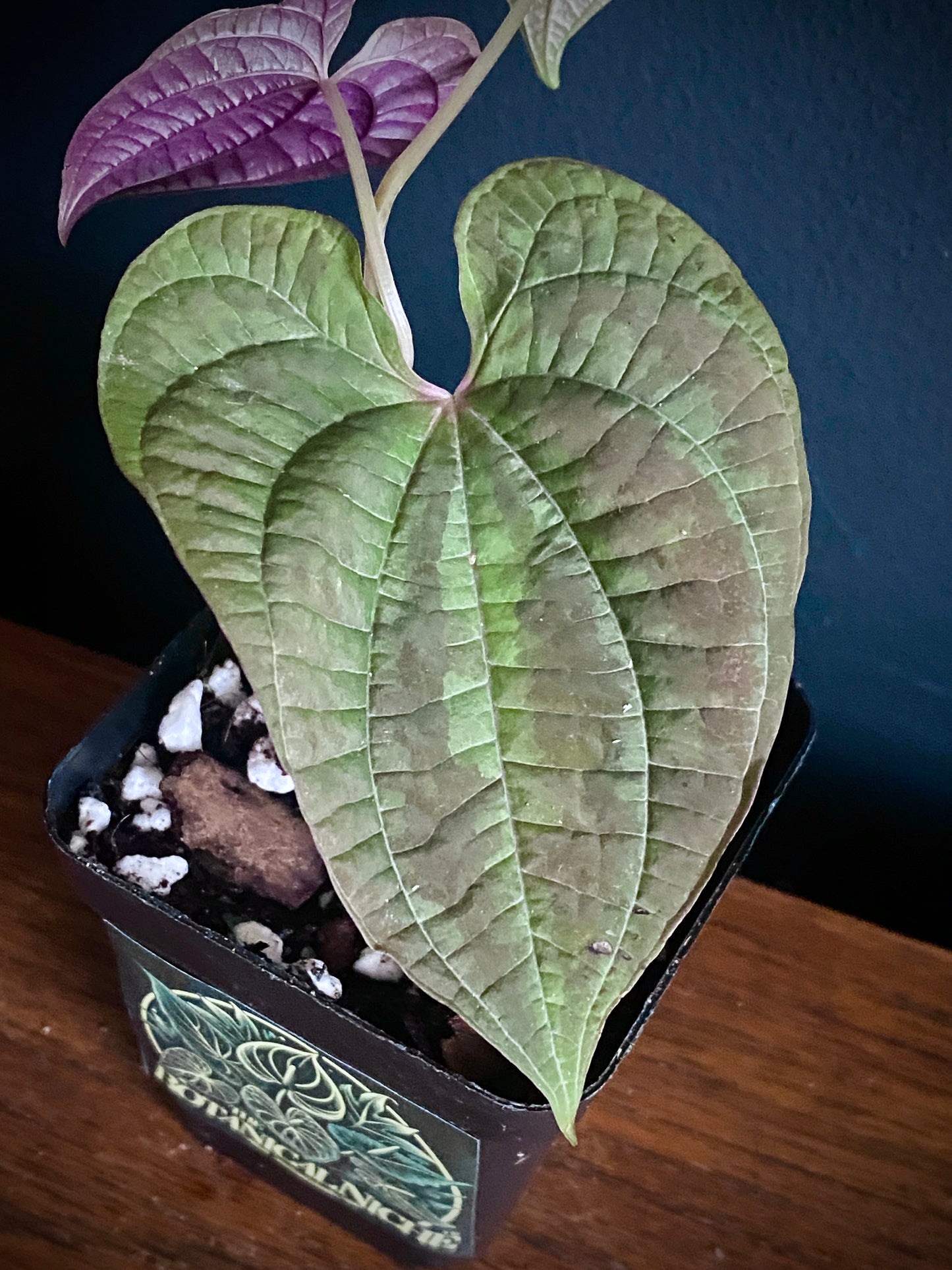 Dioscoria Discolor | 7 cm pot