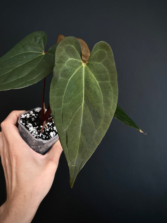Anthurium Pap var X RVDP mint variegated | 7 cm pot