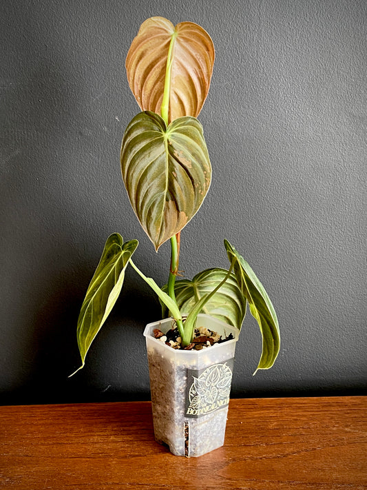 Philodendron Melanochrysum variegata | 7 cm pot (A)