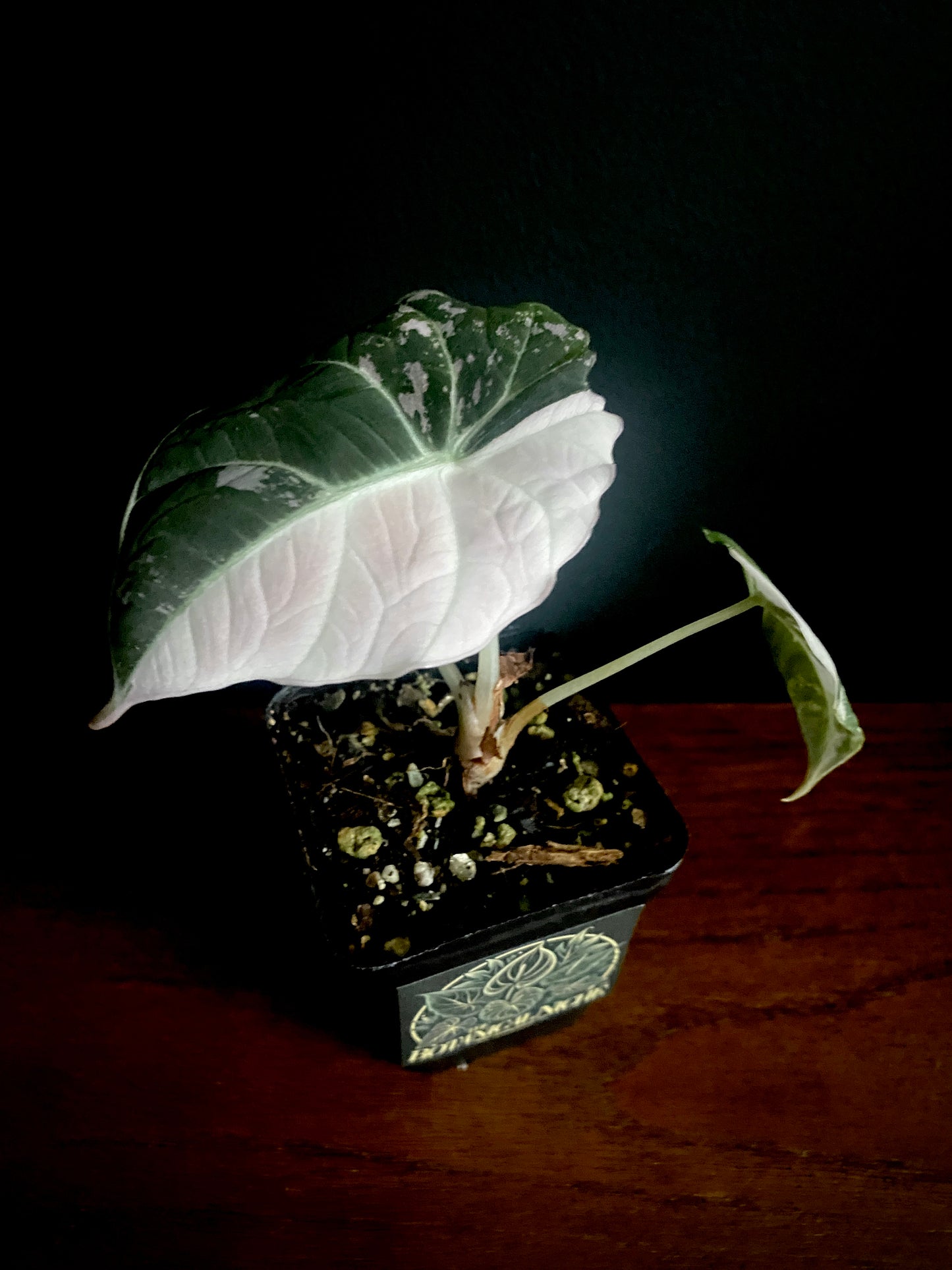Alocasia Black Velvet Pink variegata | 7 cm pot (C)