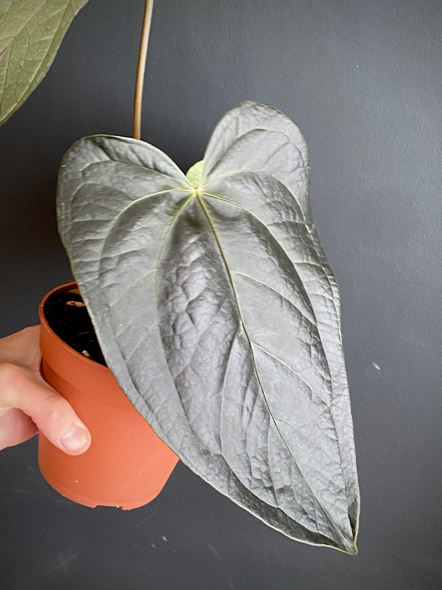 Anthurium Queen of Hearts | 12 cm pot (A)