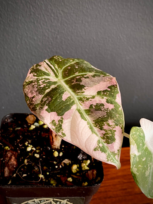 Alocasia Black Velvet Pink variegata | 7 cm pot (A)