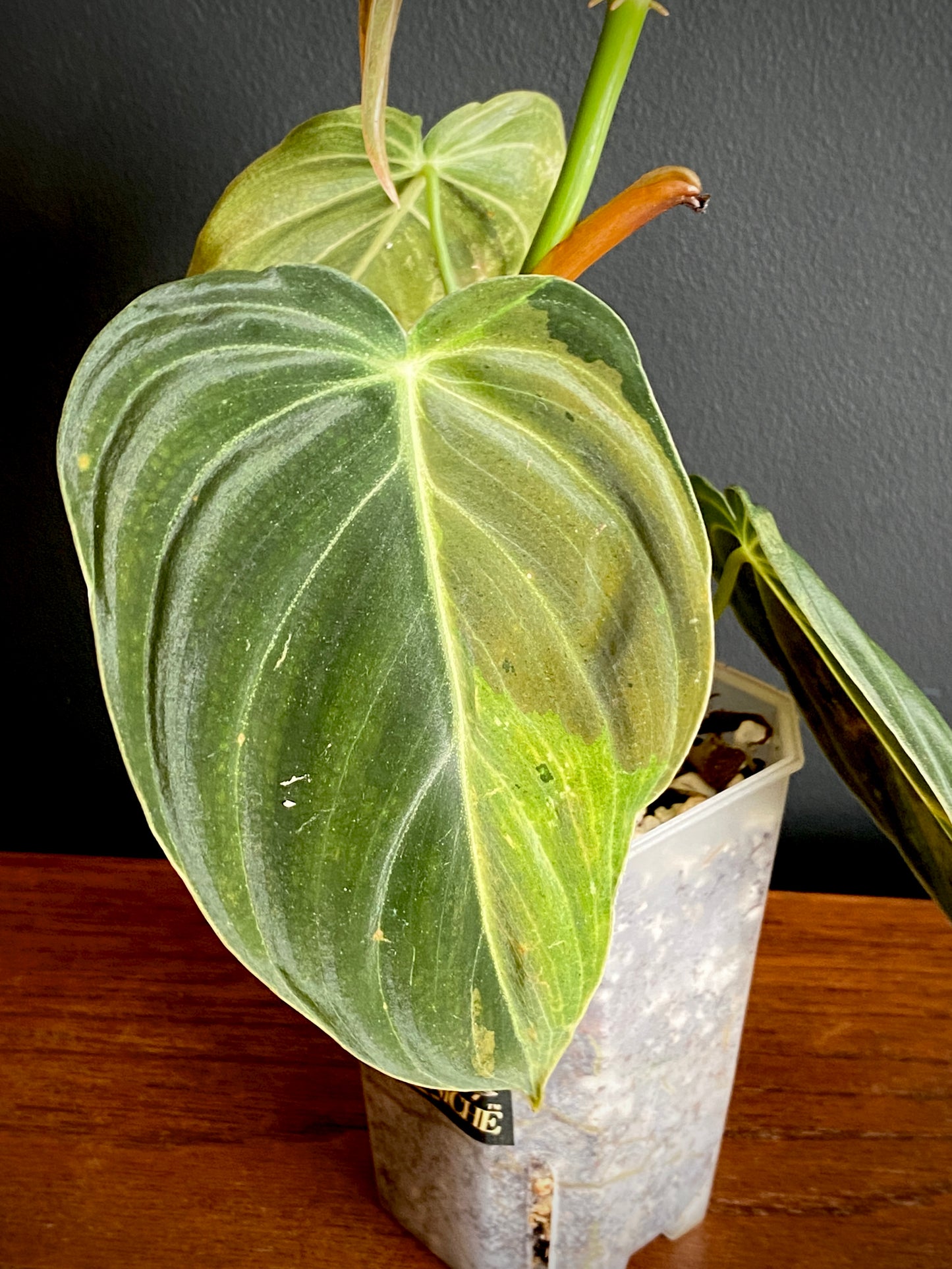 Philodendron Melanochrysum variegata | 7 cm pot (A)