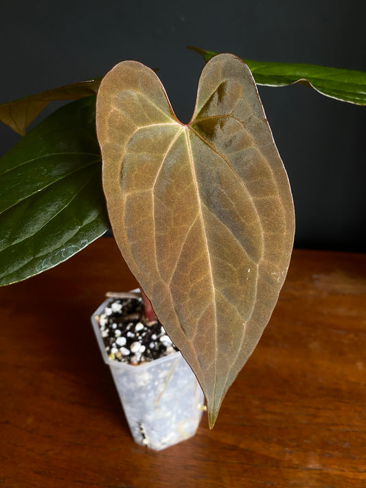 Anthurium Pap var X RVDP mint variegated | 7 cm pot