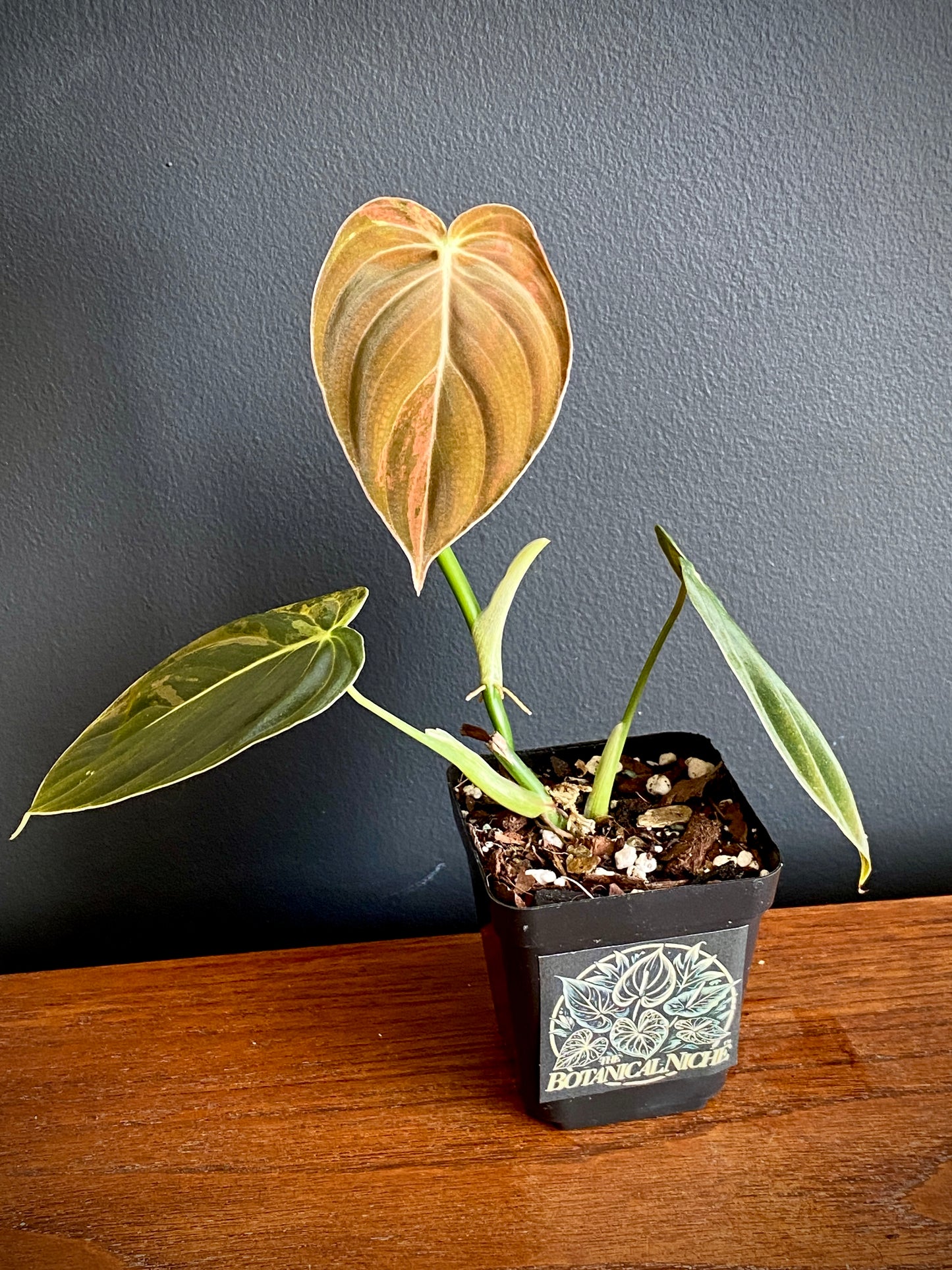 Philodendron Melanochrysum variegata | 7 cm pot (D)