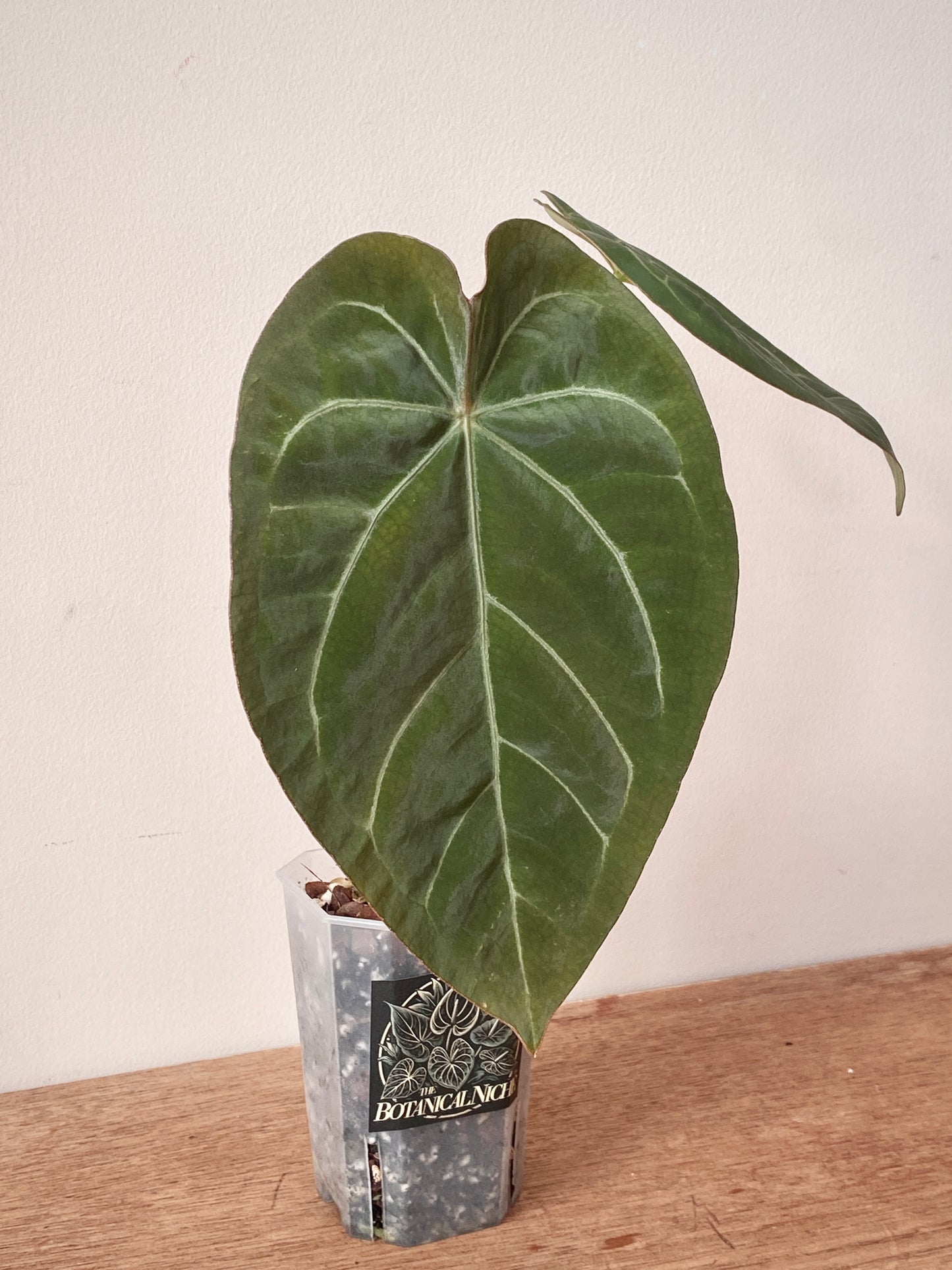 Anthurium Magnificum X Forgetii | 7 cm pot