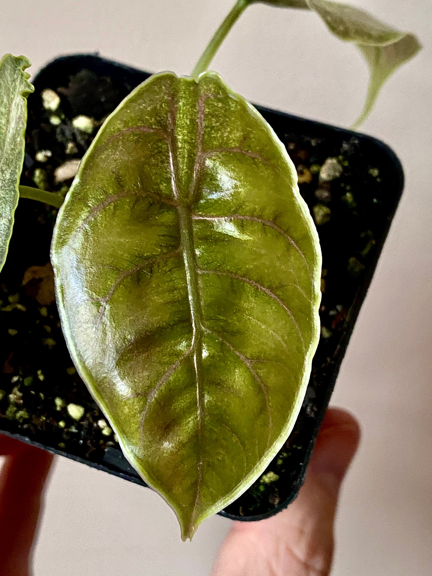 Alocasia Azlanii Mint Variegated | 7 cm pot