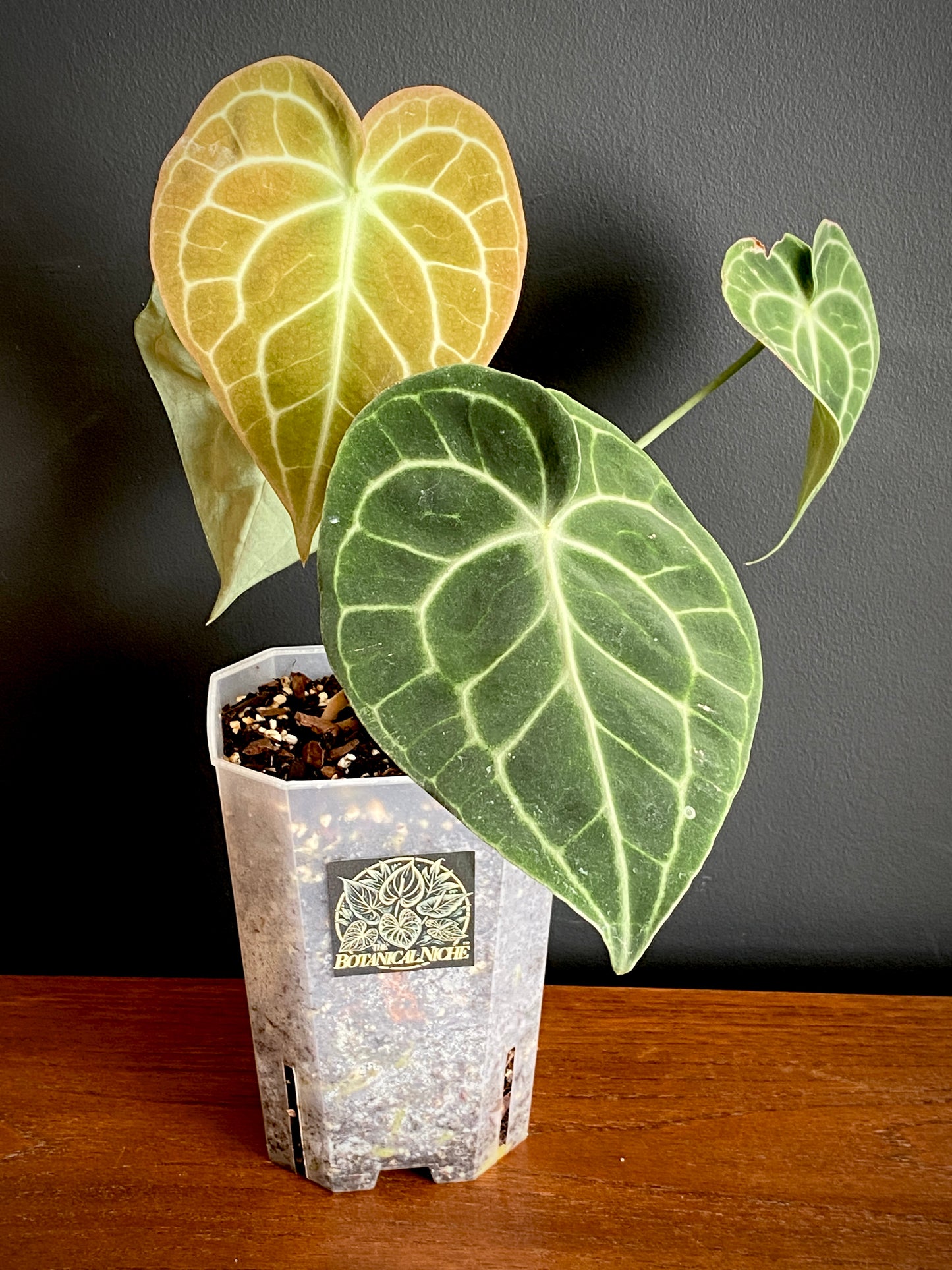 Anthurium Clarinervium | 12 cm pot