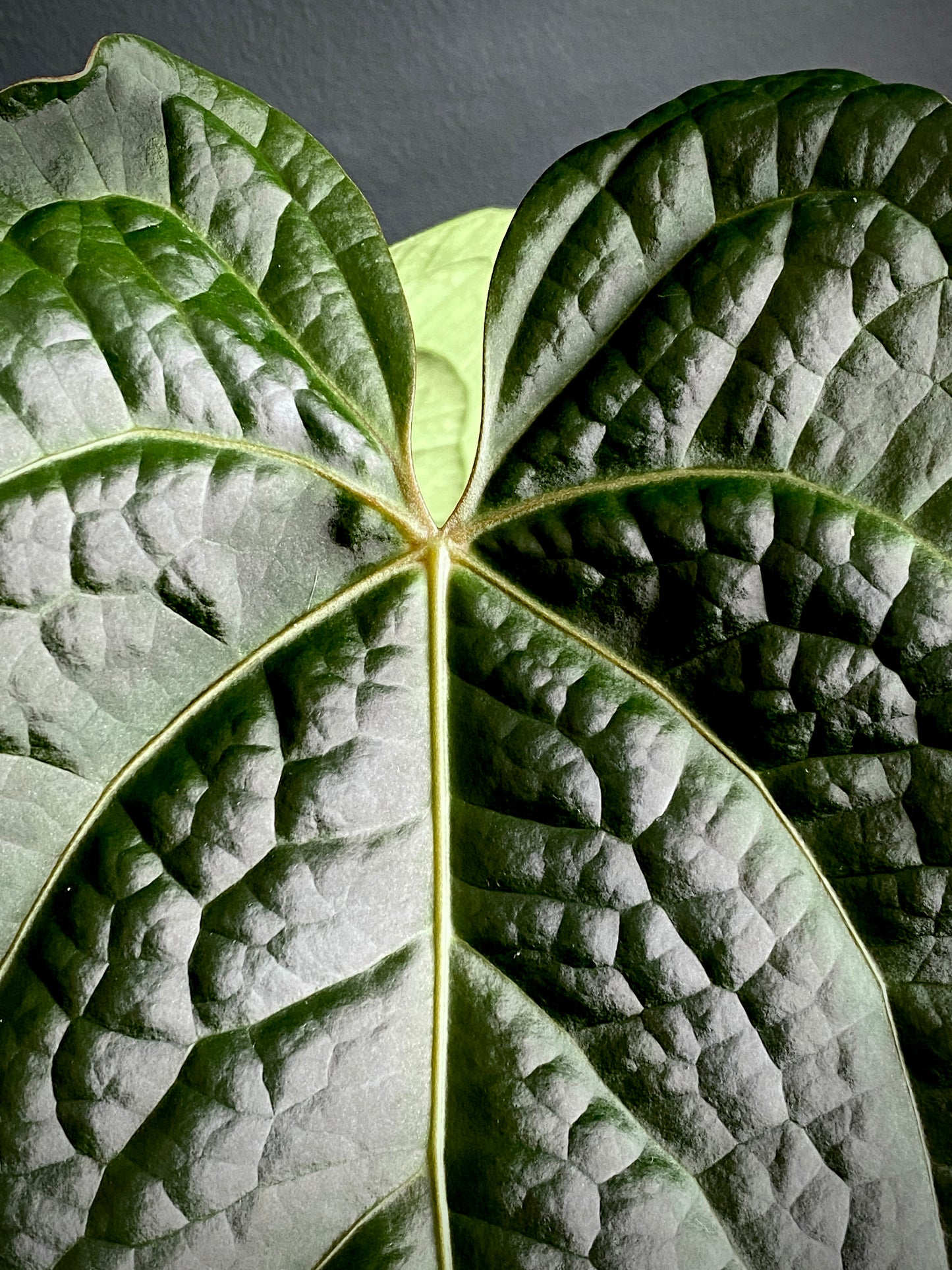 Anthurium Goliath X Luxurians | 12 cm pot