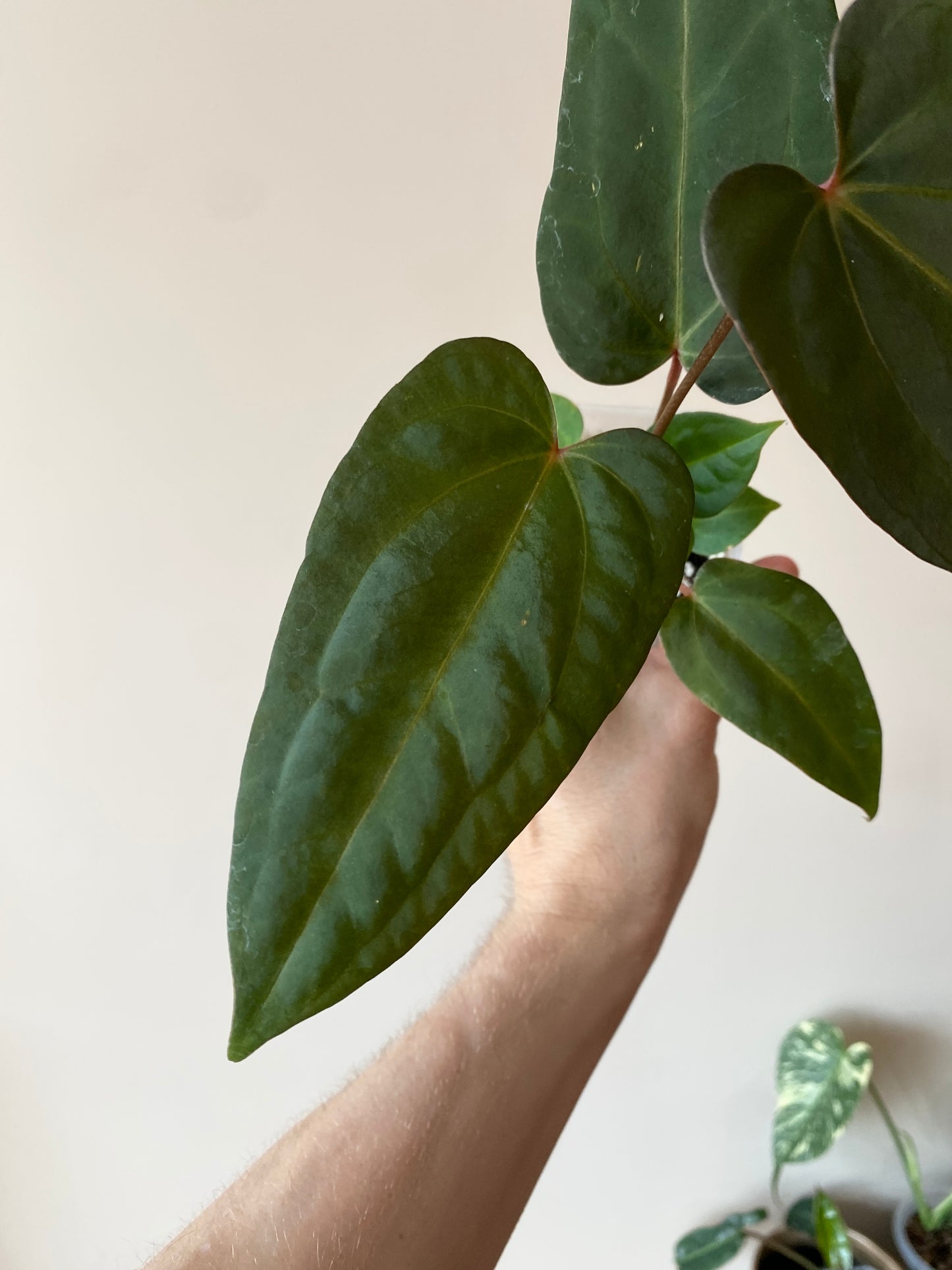 Anthurium Papillilaminum x DocBlock Red Crystal X long NoID | 7 cm pot