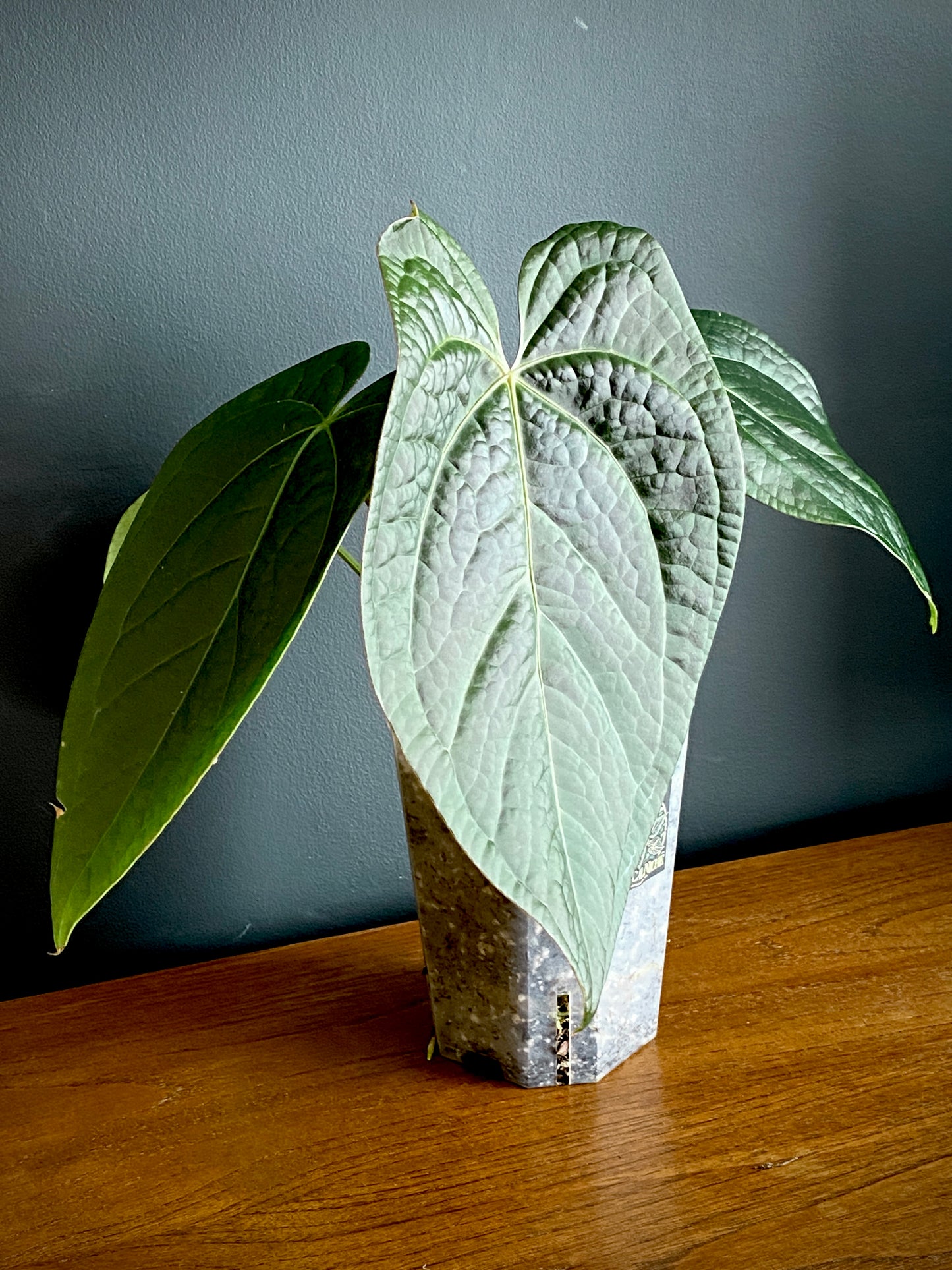 Anthurium Goliath X Luxurians | 12 cm pot