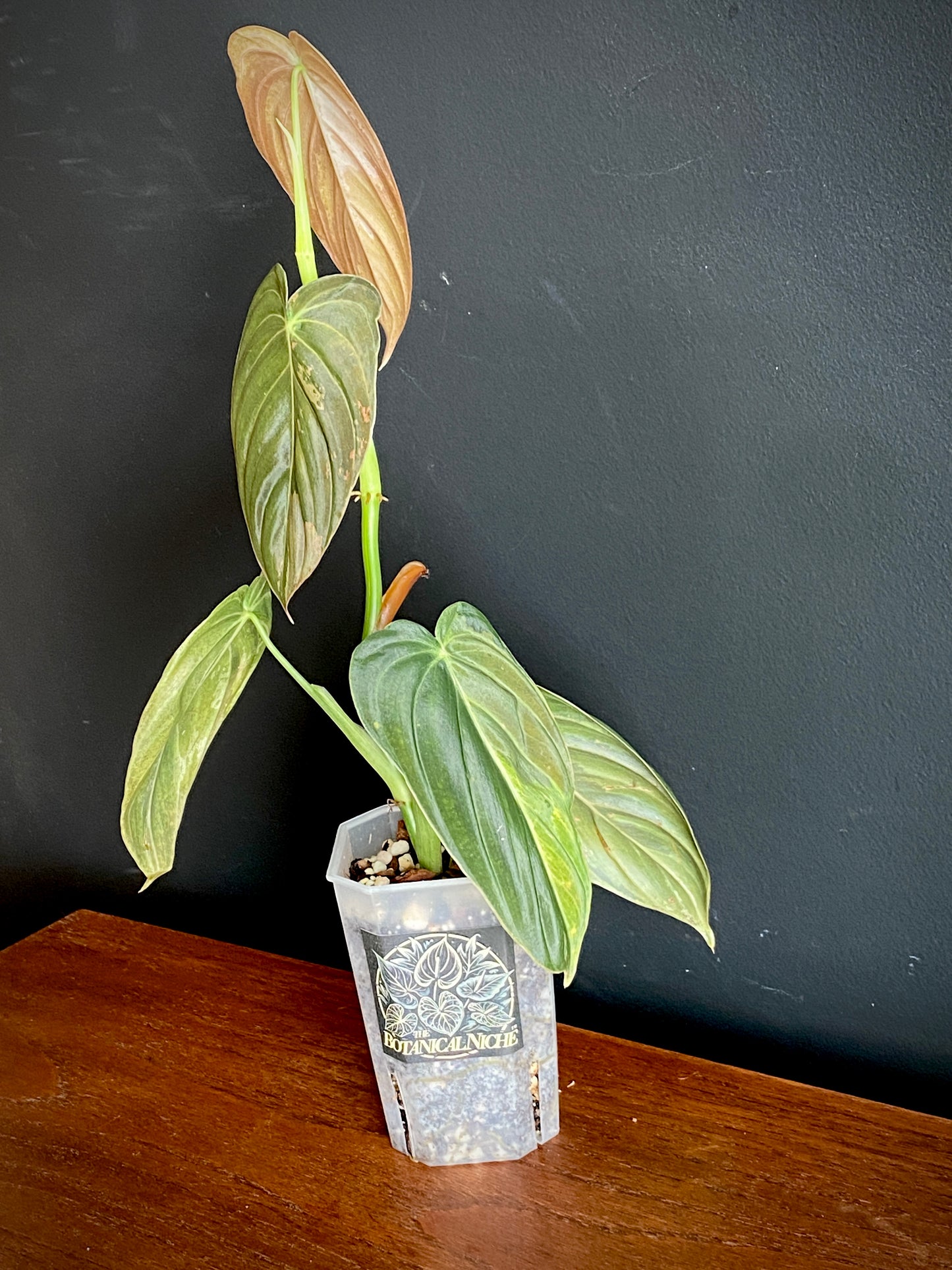 Philodendron Melanochrysum variegata | 7 cm pot (A)