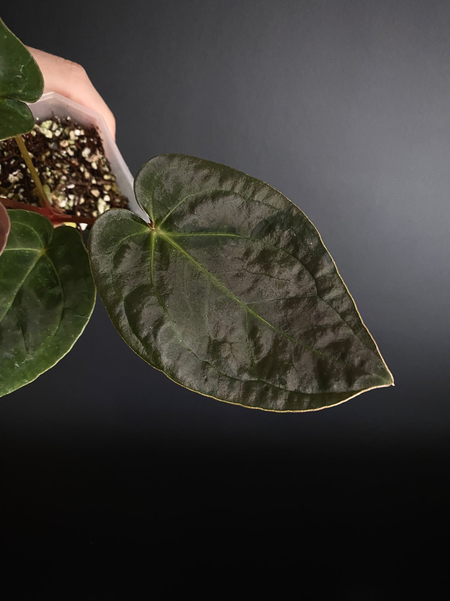 Anthurium Papillilaminum Legend x self | 9 cm pot