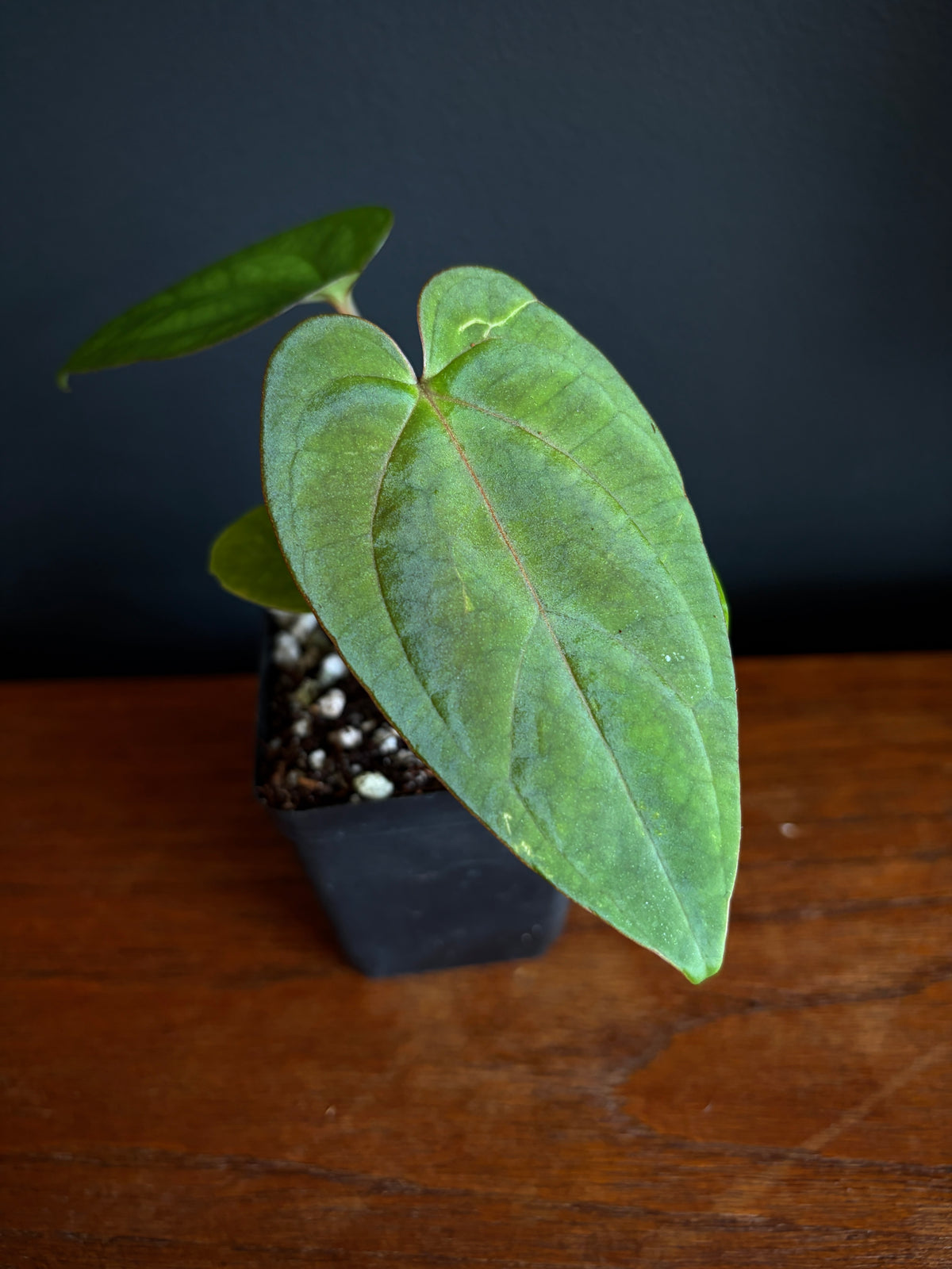 Anthurium NoID 'Code Red' x Papillilaminum A+ | 6 cm pot