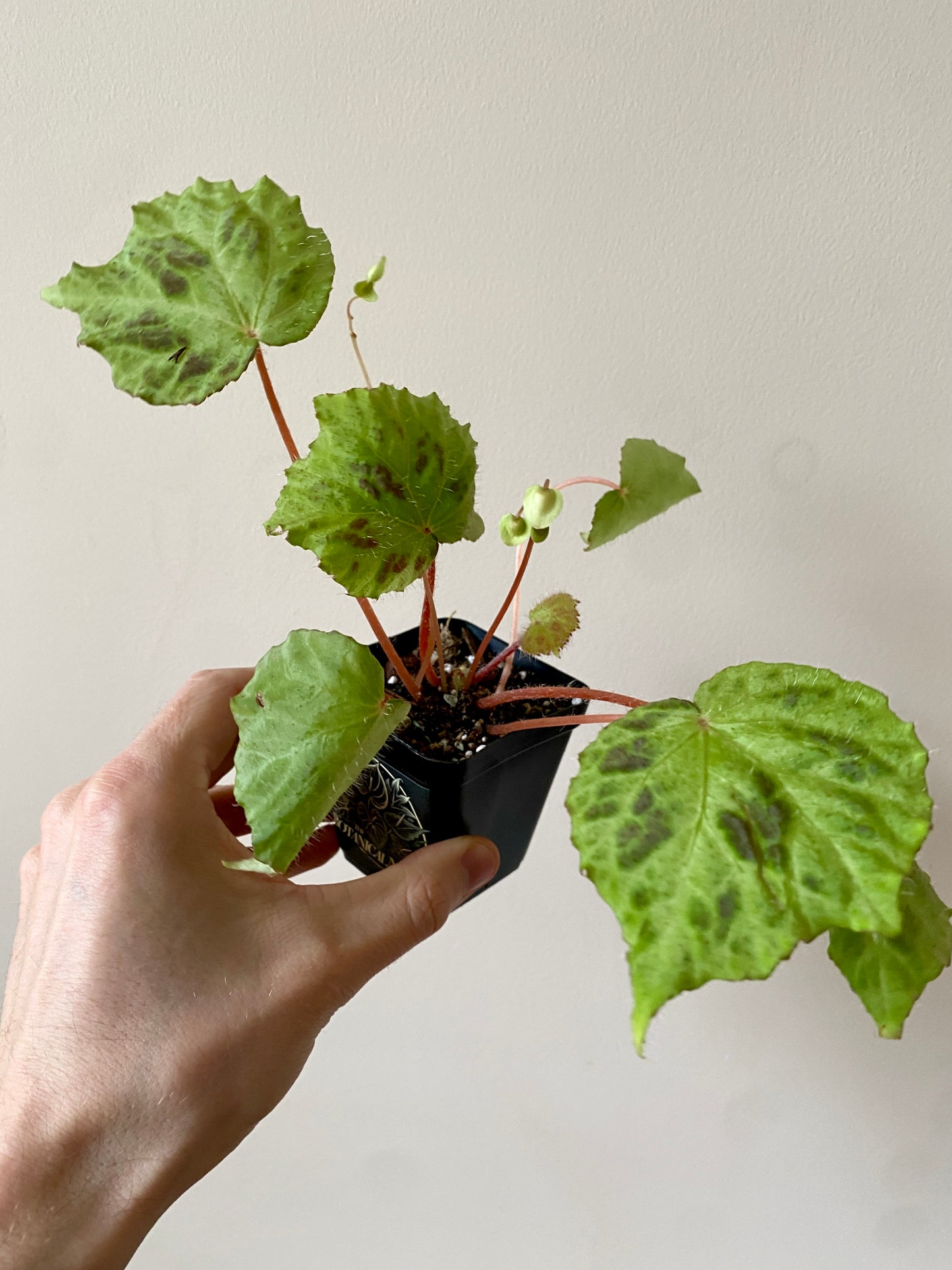 Begonia sp. Padang Lawas | 6 cm pot