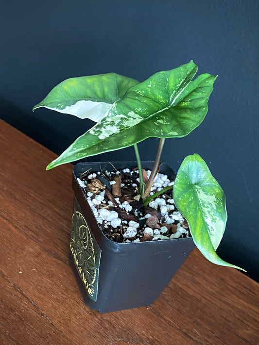 Alocasia Simpo Albo variegata | 7 cm pot (A)