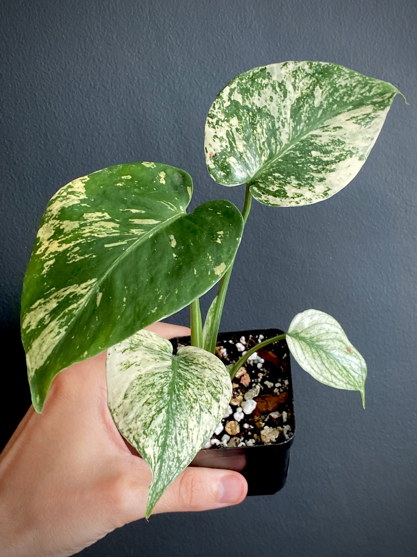Monstera Deliciosa Mint variegated | 7 cm pot (C)