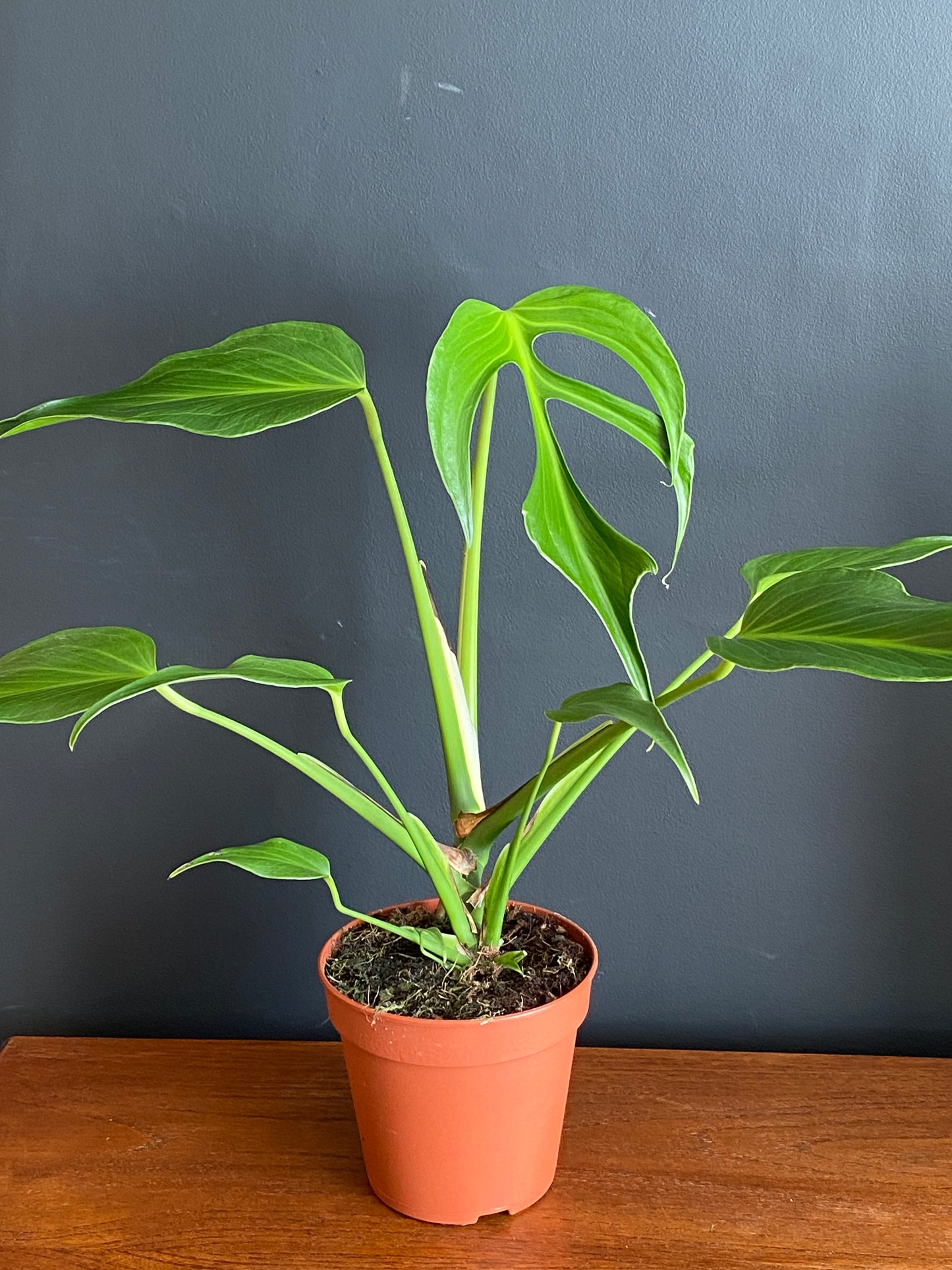 Monstera Burle Marx Flame | 15 cm pot (A)