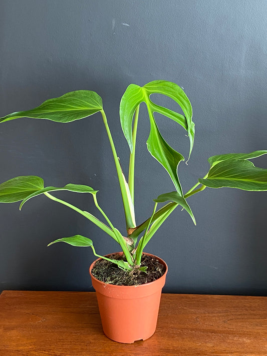 Monstera Burle Marx Flame | 15 cm pot (A)