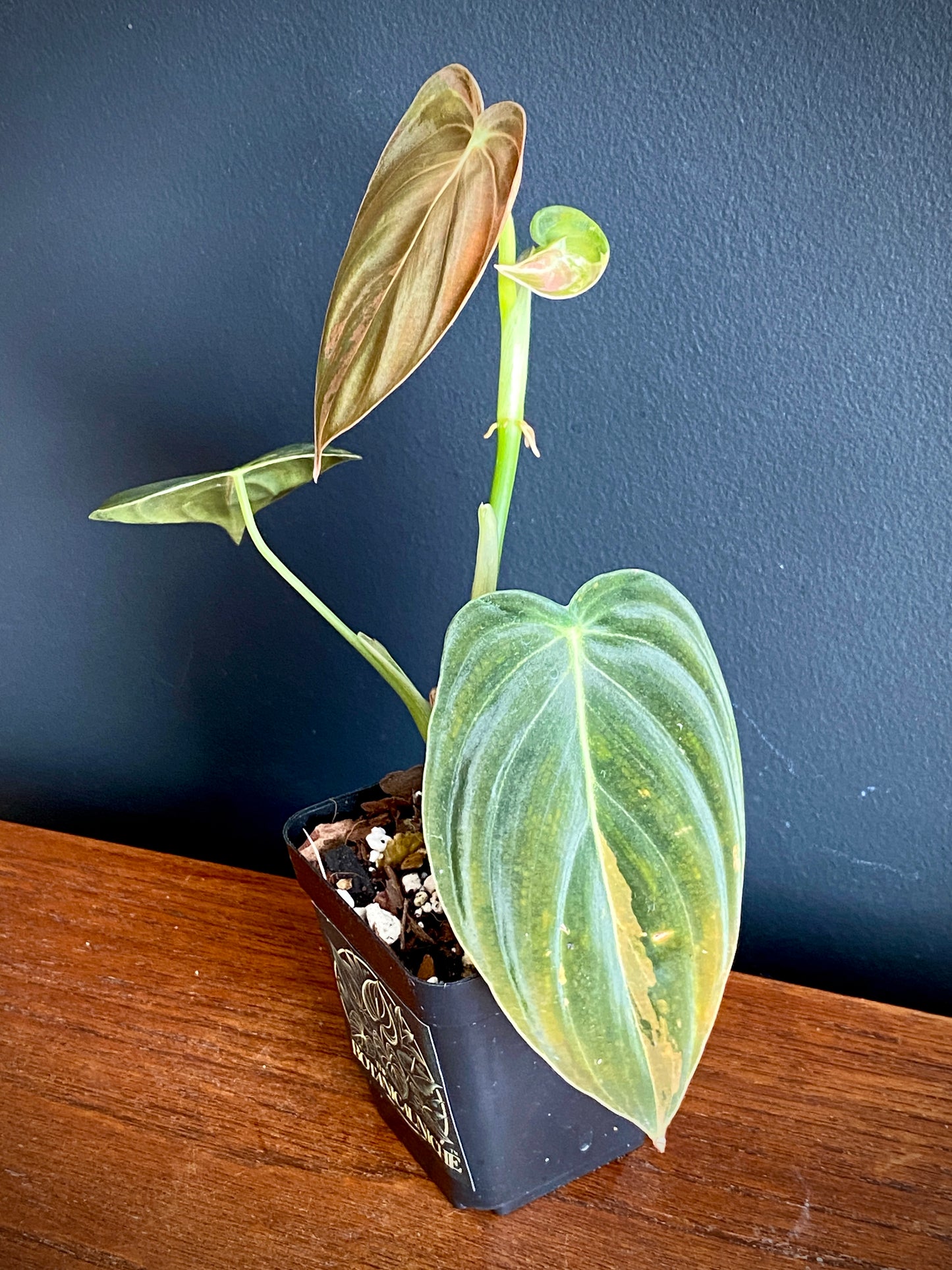 Philodendron Melanochrysum variegata | 7 cm pot (D)