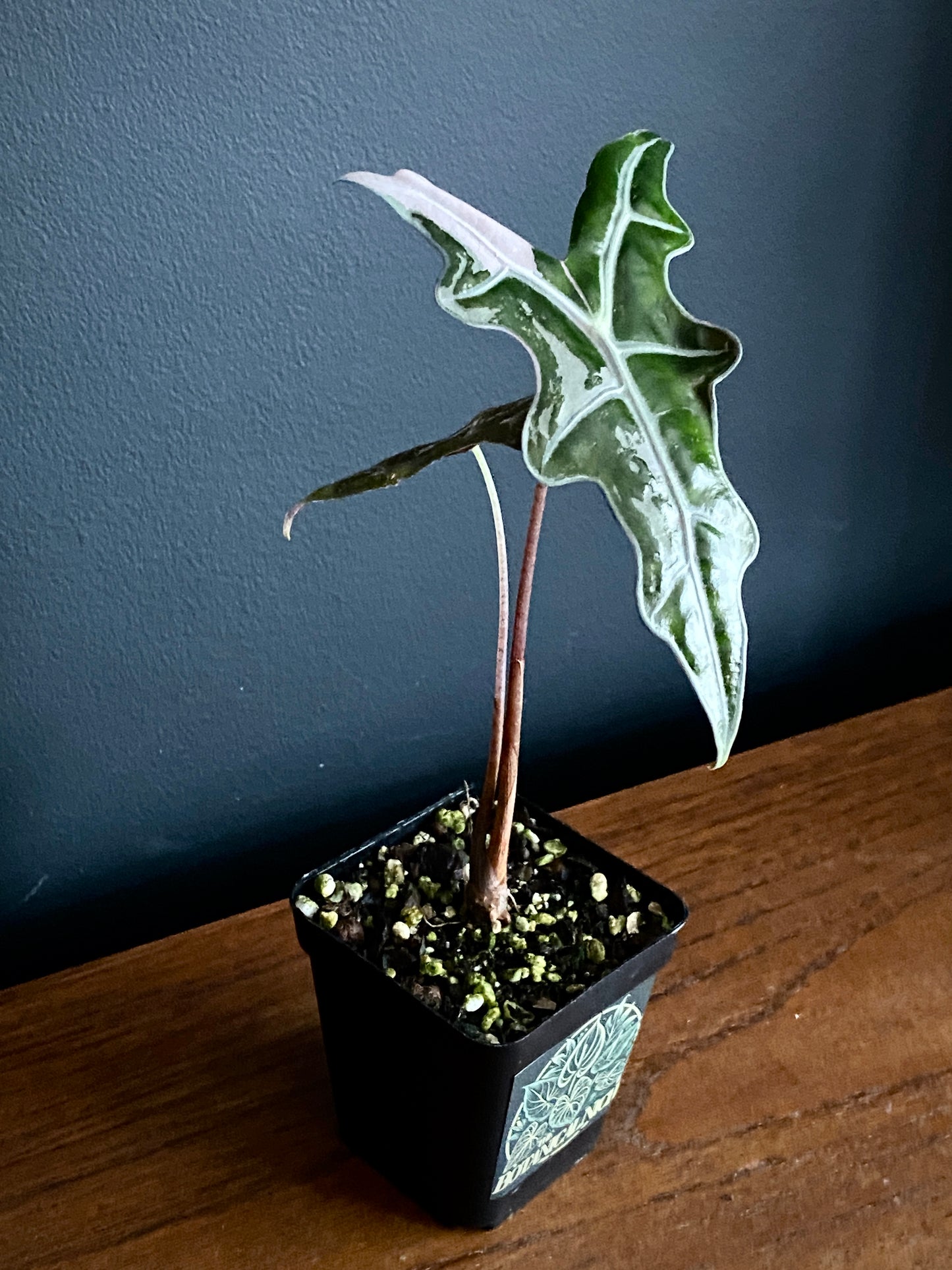Alocasia Nobilis Pink variegata | 7 cm pot