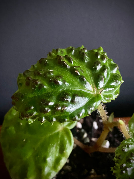 Begonia Dracopelta | 6 cm pot