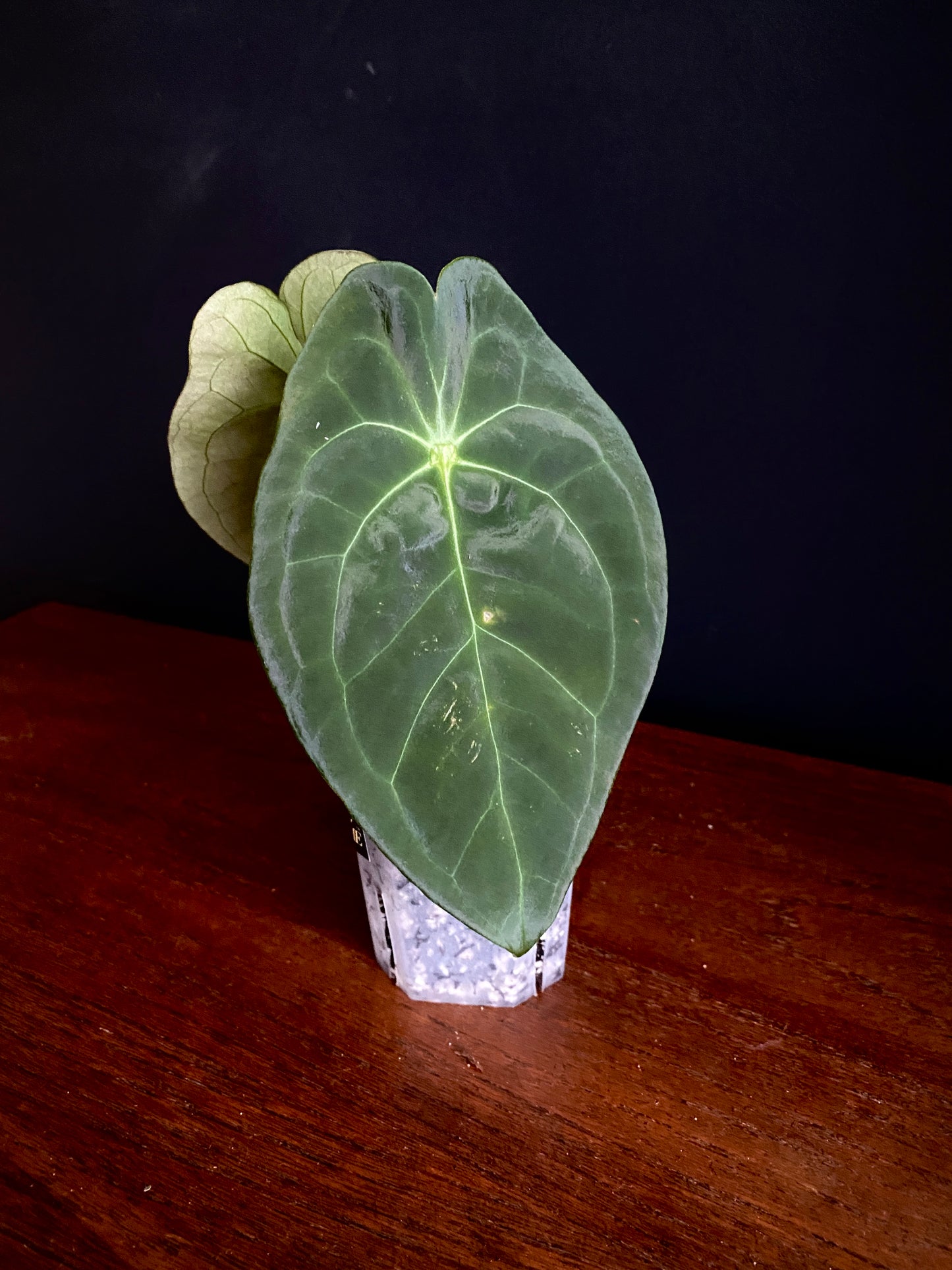 Anthurium Papillaminum X Forgetii dark form | 7 cm pot