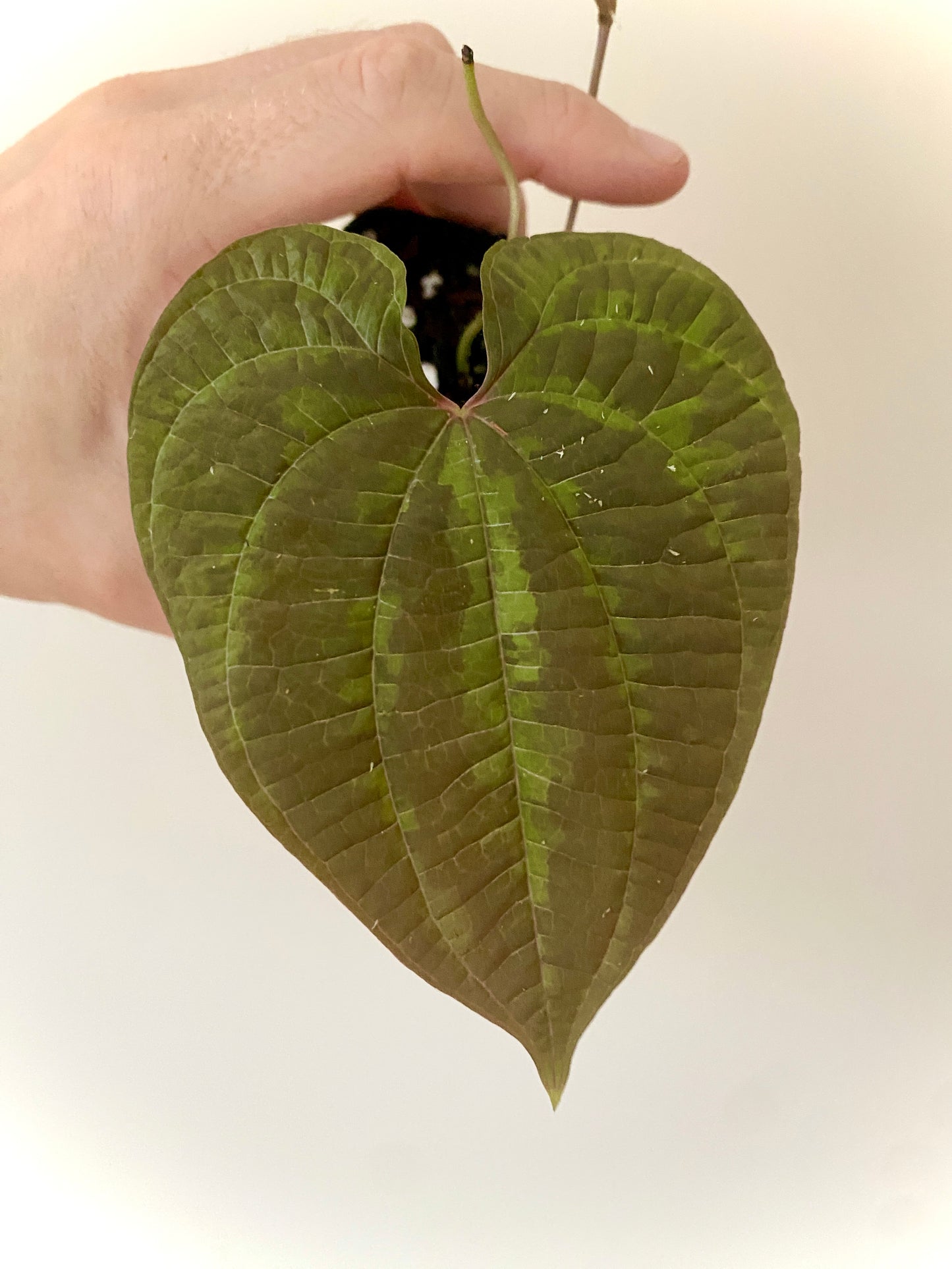 Dioscoria Discolor | 7 cm pot