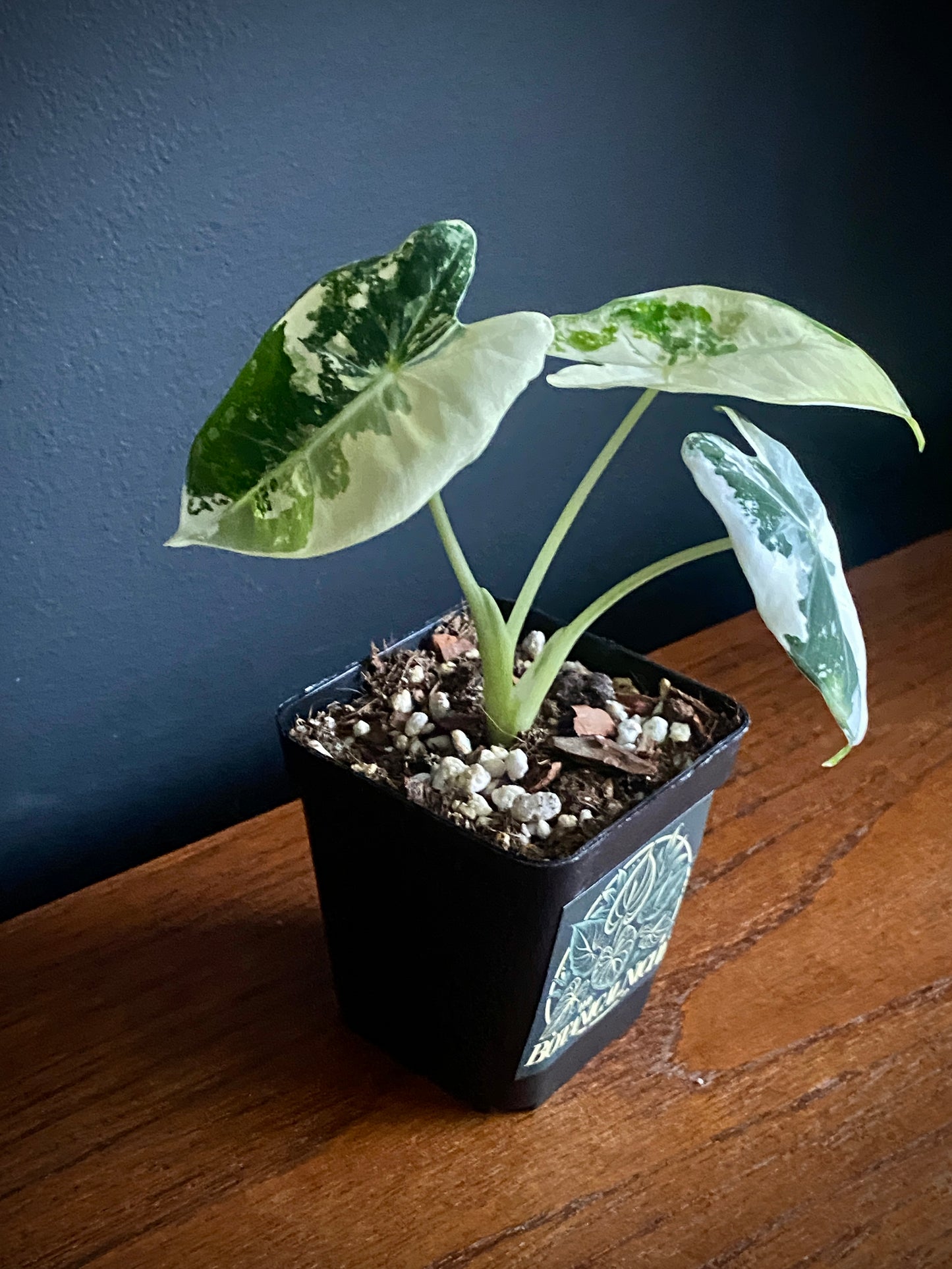 Alocasia Frydek Albo variegated | 7 cm pot