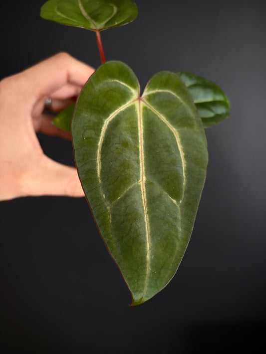 Anthurium Dark Knight X Carlablackiae | 7 cm pot