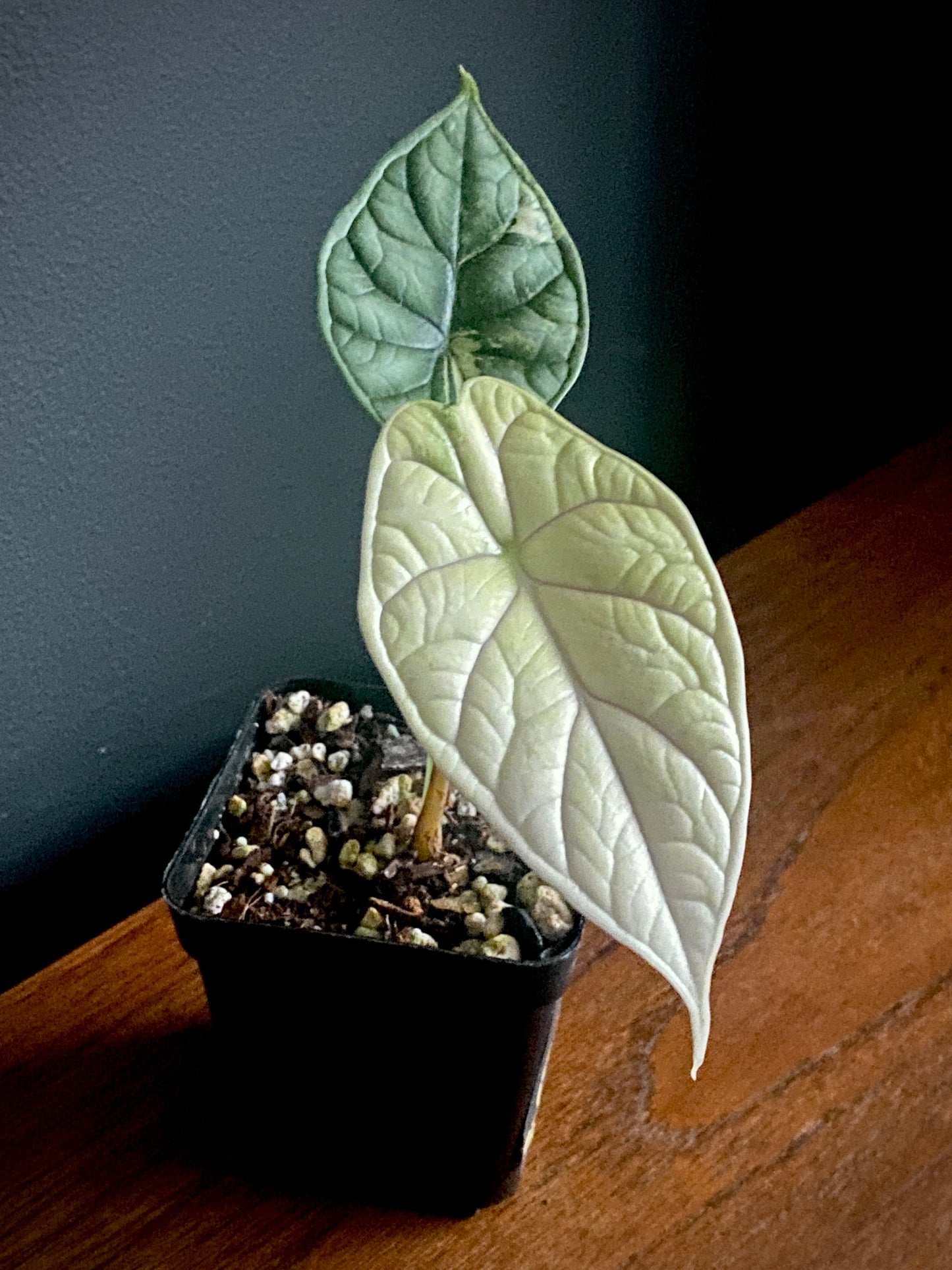Alocasia Dragonscale Albo variegata | 7 cm pot (C)