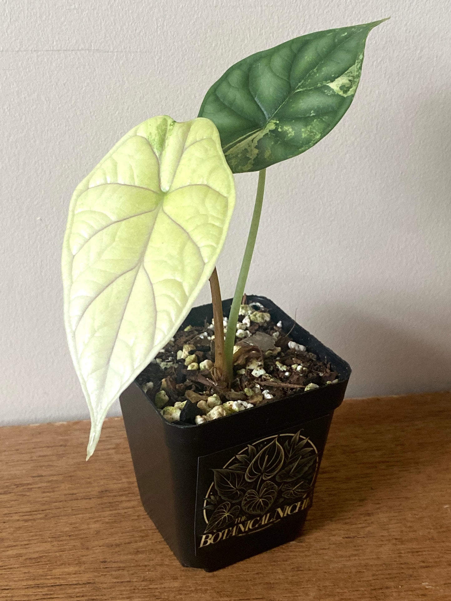 Alocasia Dragonscale Albo variegata | 7 cm pot (C)