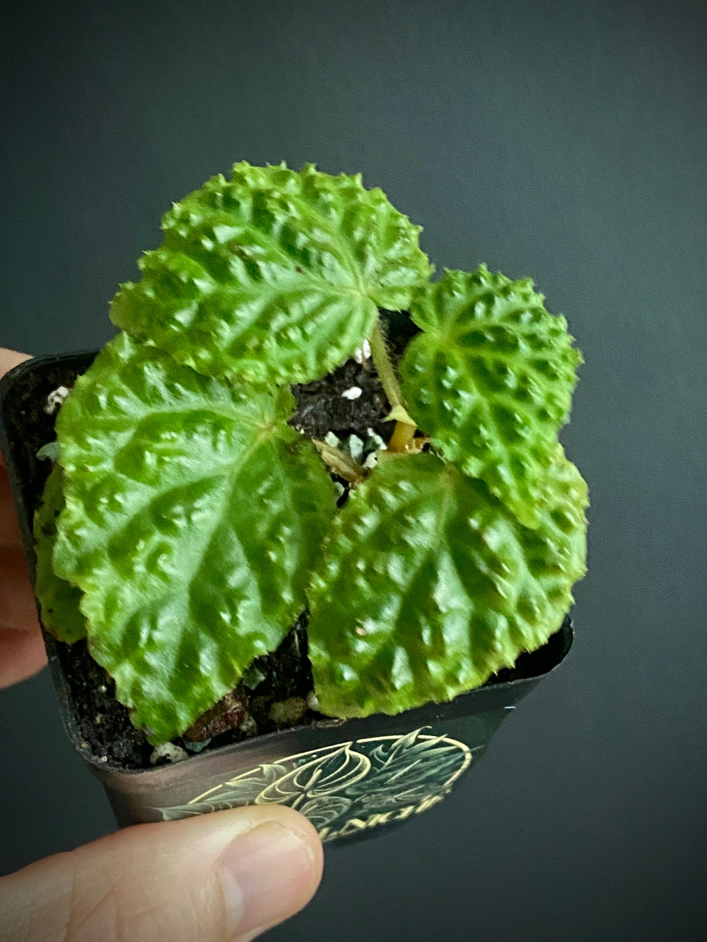 Begonia Dracopelta | 6 cm pot