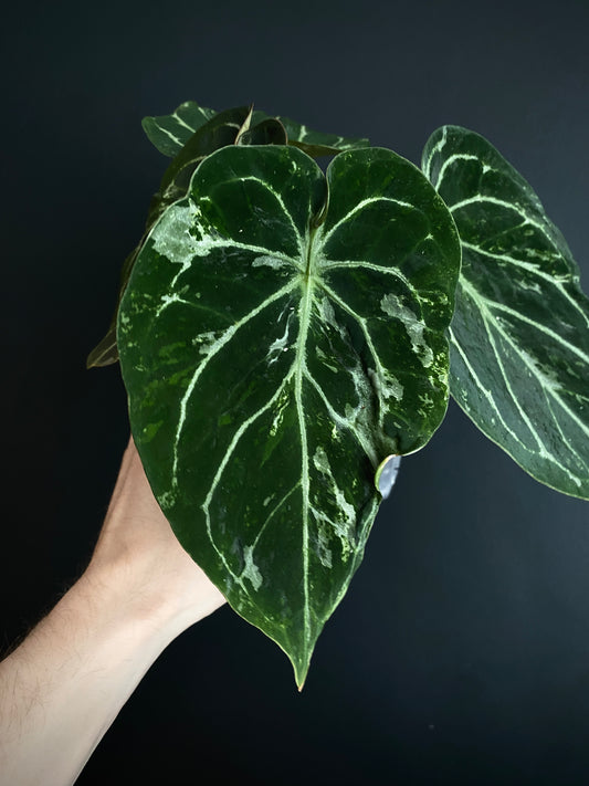 Anthurium Forgetii blister variegated | 7 cm pot