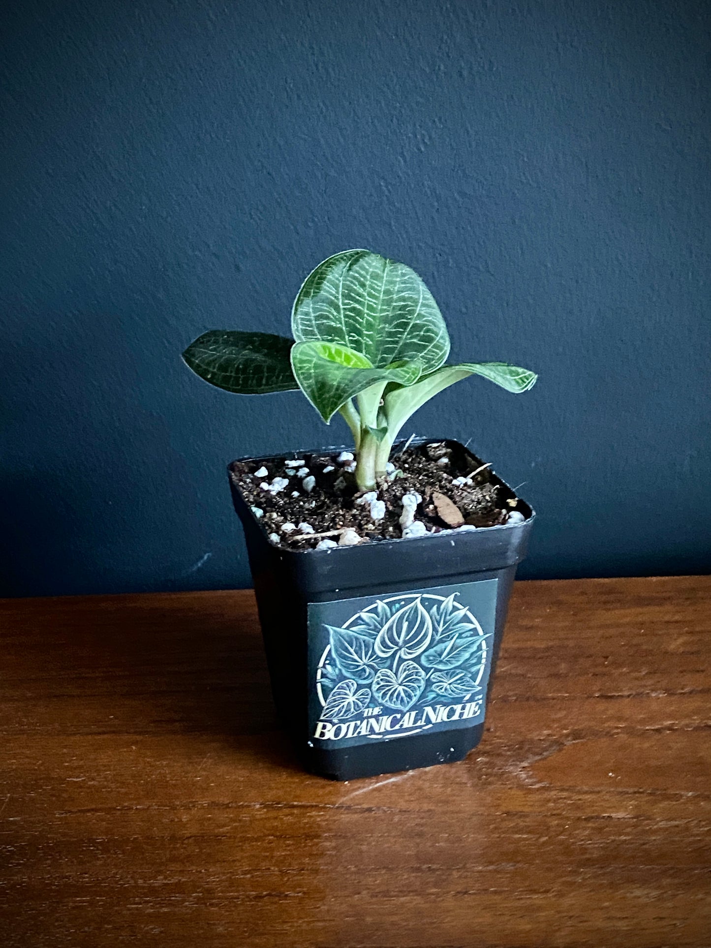 Macodes Petola - Jewel Orchid | 7 cm pot