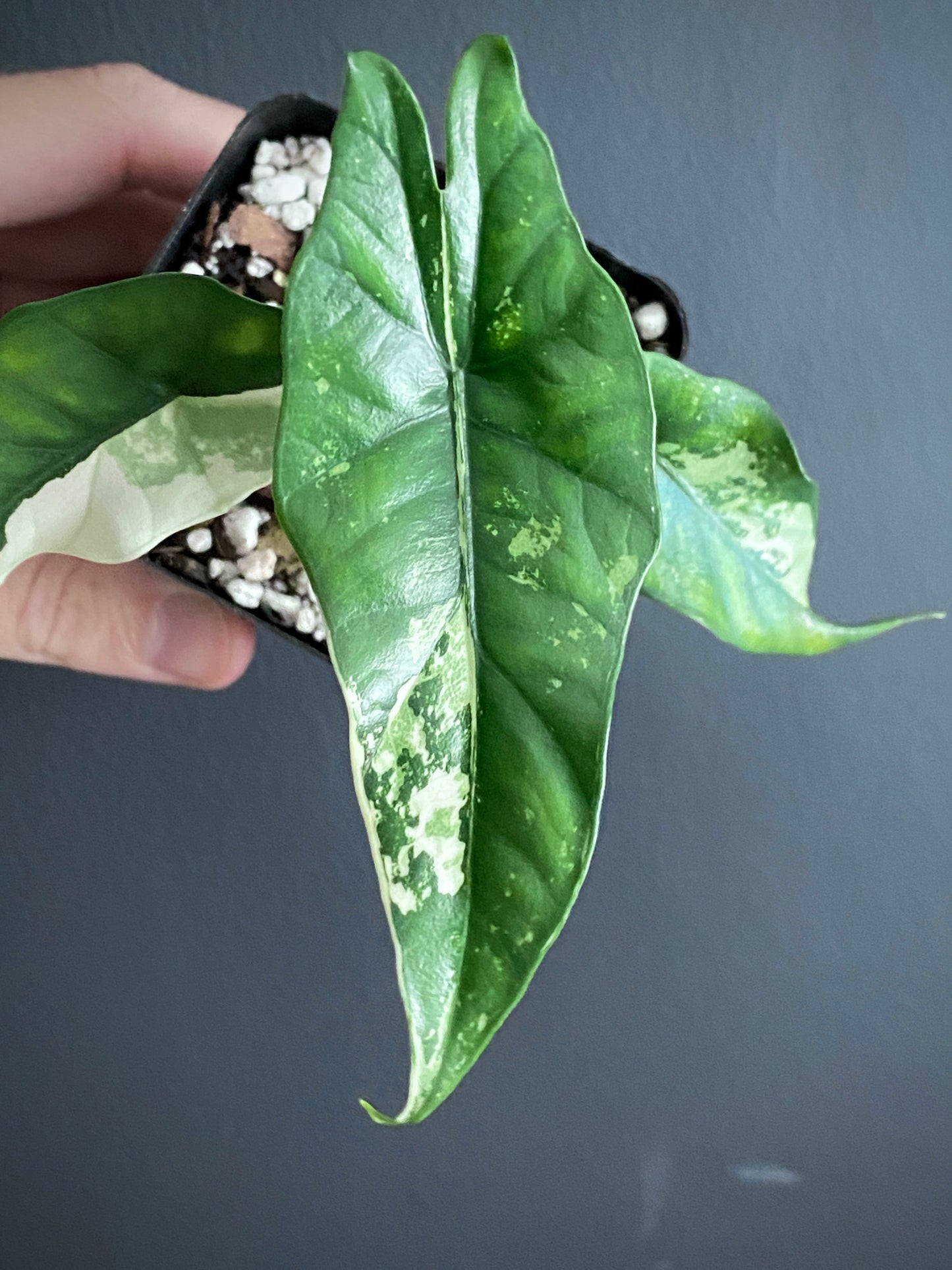 Alocasia Simpo Albo variegata | 7 cm pot (A)