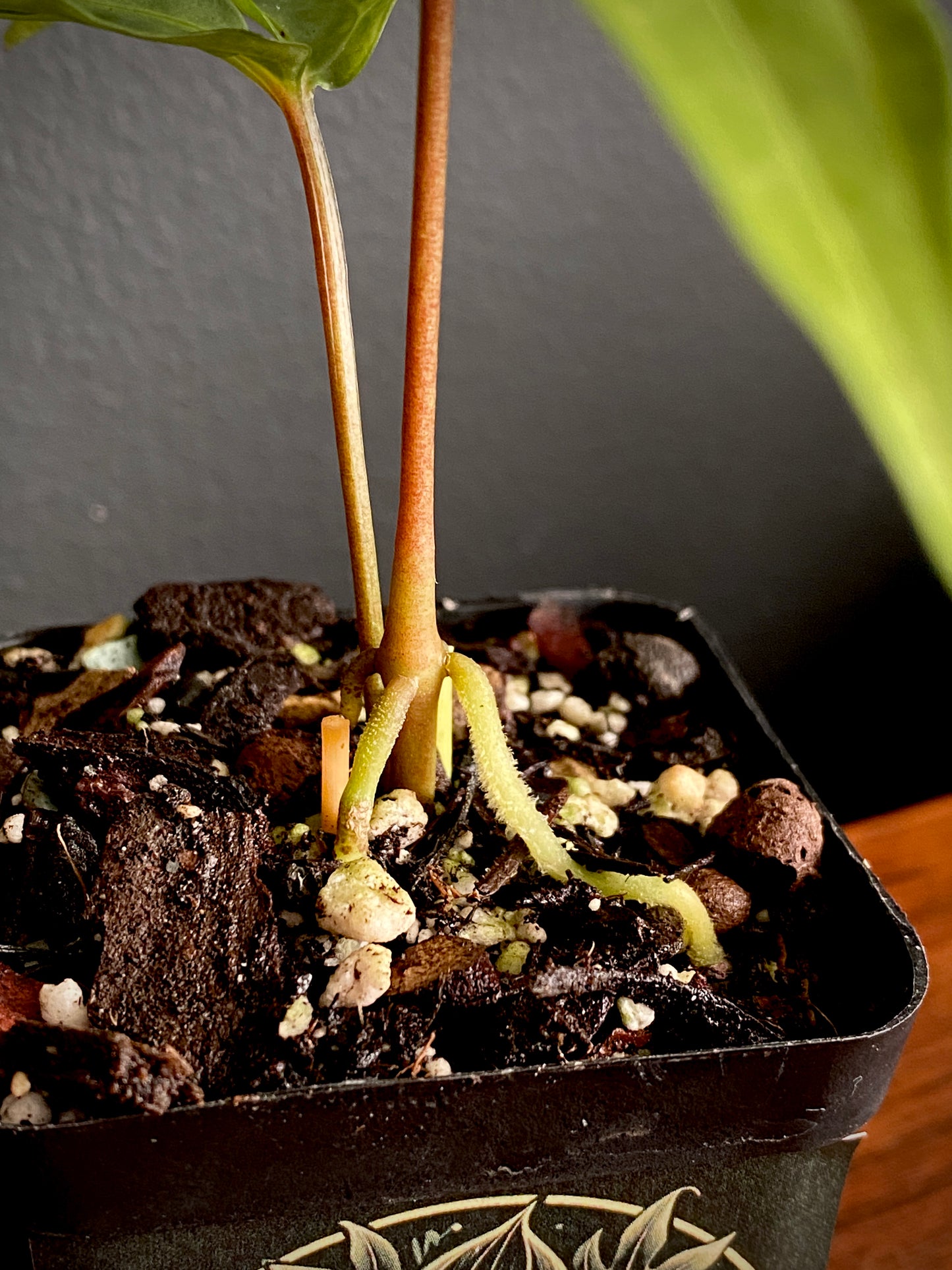 Anthurium Polyschistum | 6 cm pot