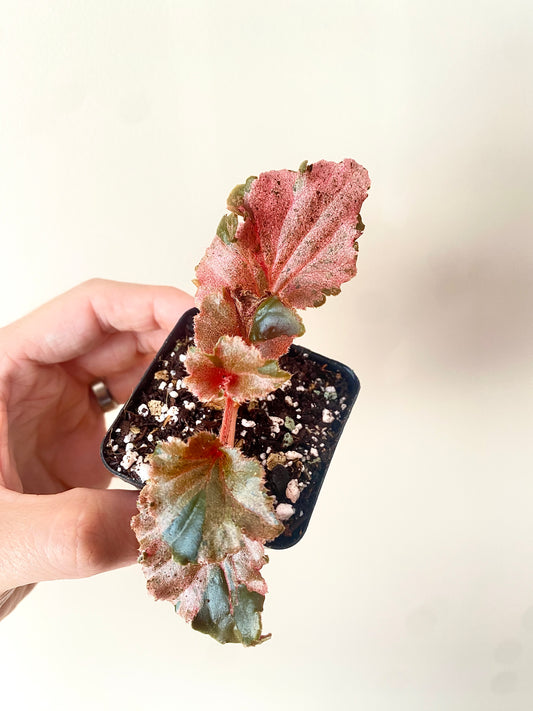 Begonia Cucullata Pink variegated | 6 cm pot