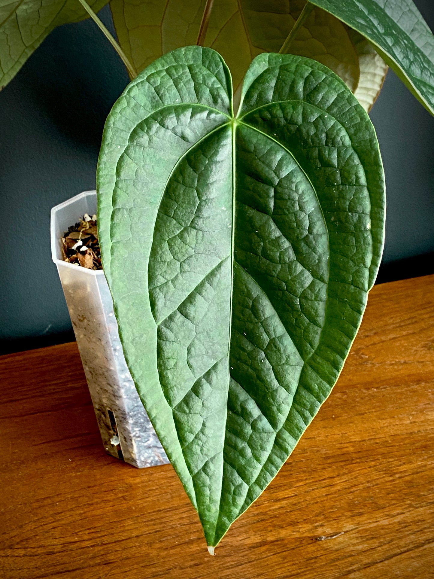 Anthurium Goliath X Luxurians | 12 cm pot
