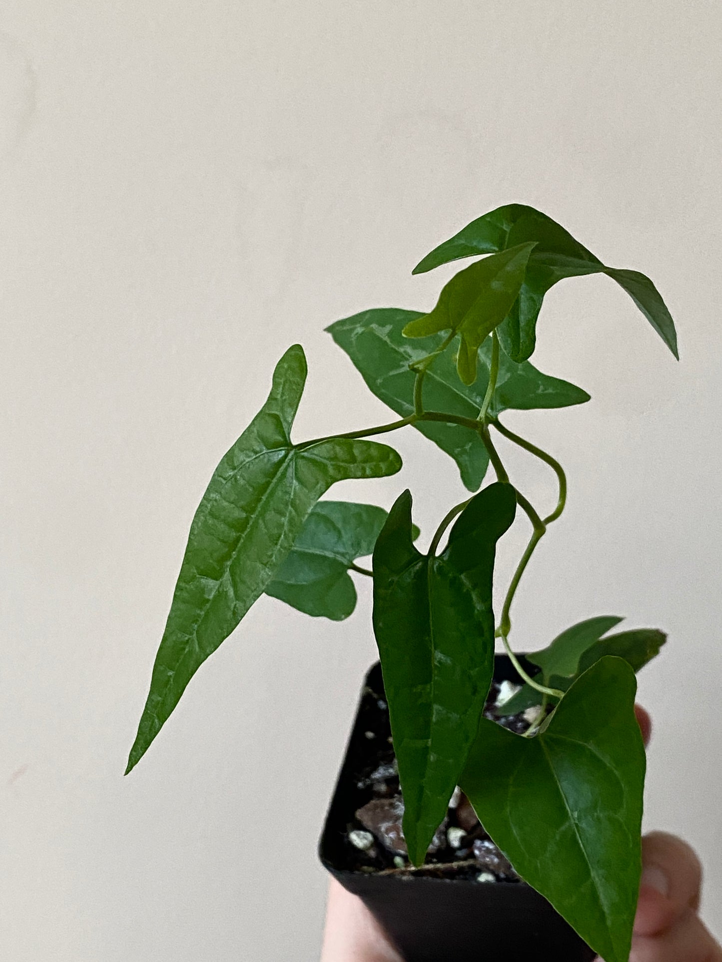 Dioscoria sp. Peru | 6 cm pot