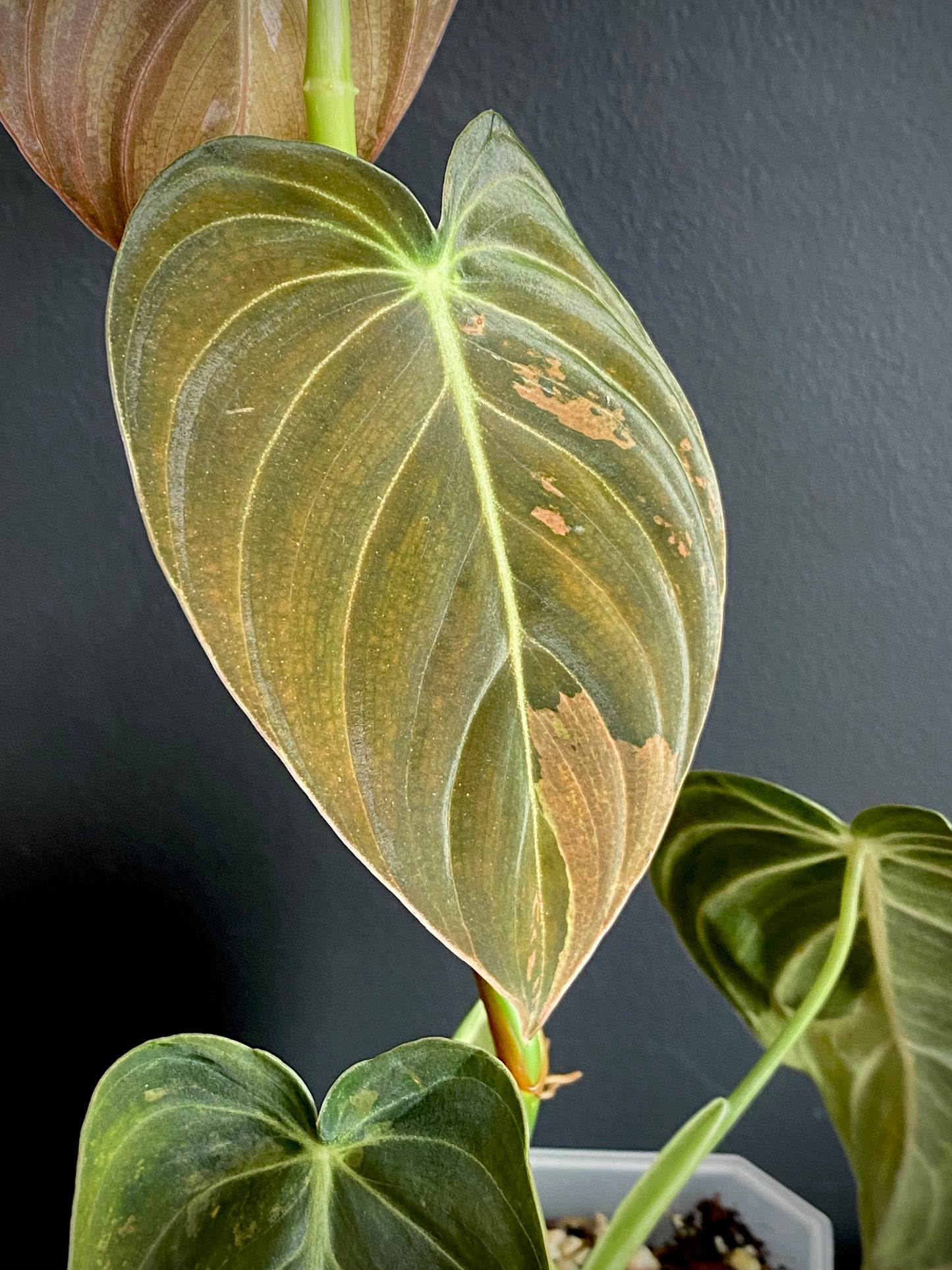 Philodendron Melanochrysum variegata | 7 cm pot (A)