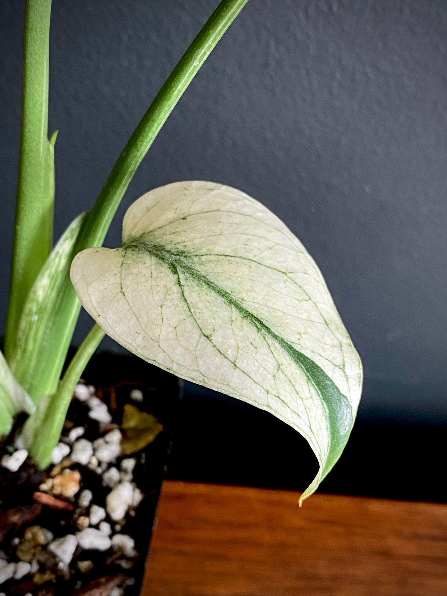 Monstera Deliciosa Mint variegated | 7 cm pot (B)