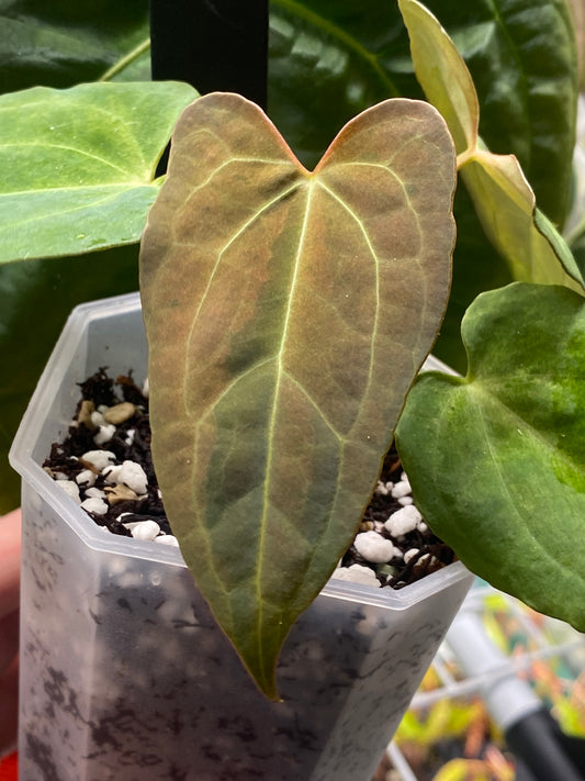 Anthurium X-one (self) variegated | 7 cm pot