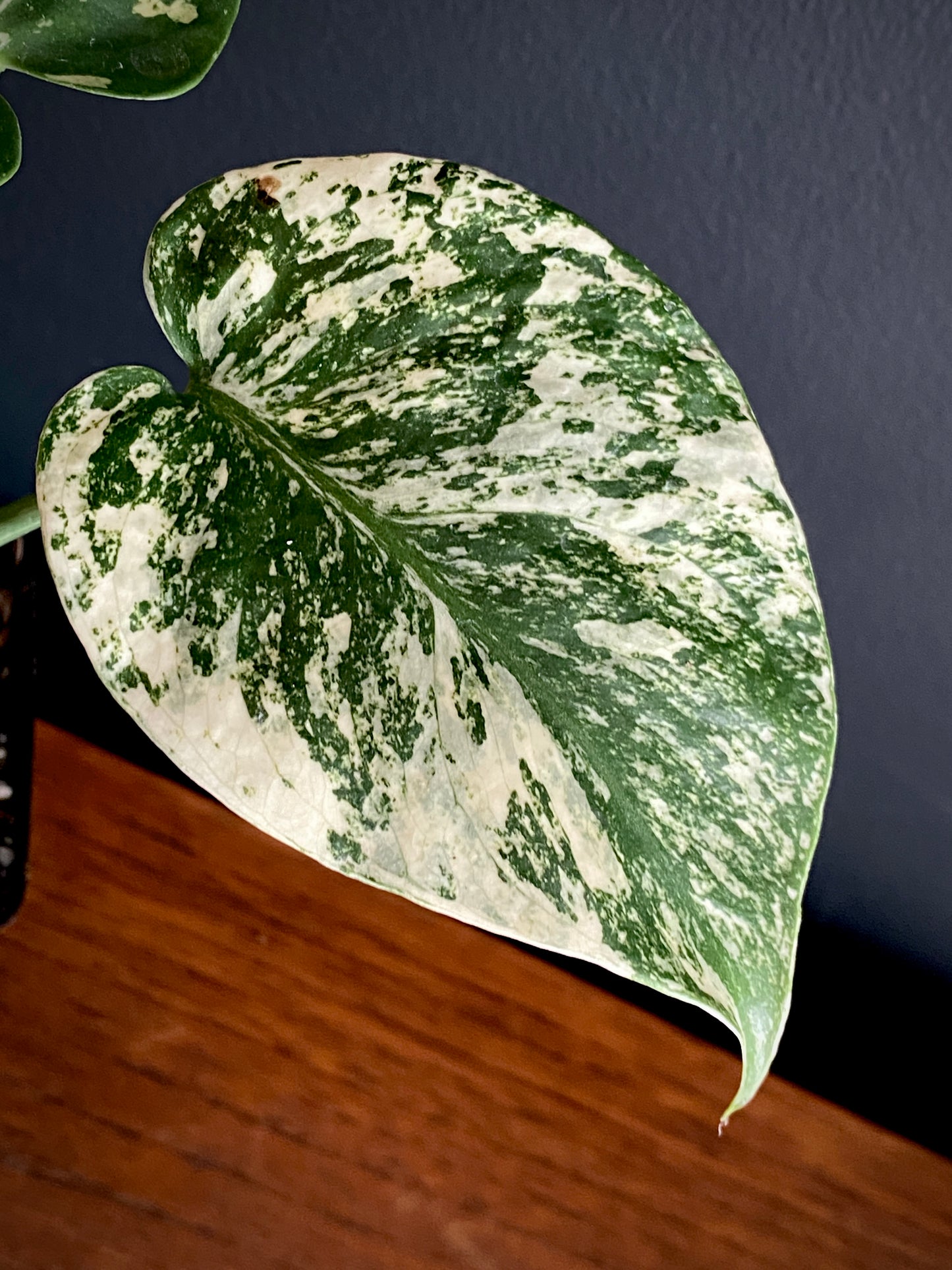 Monstera Deliciosa Mint variegated | 7 cm pot (C)