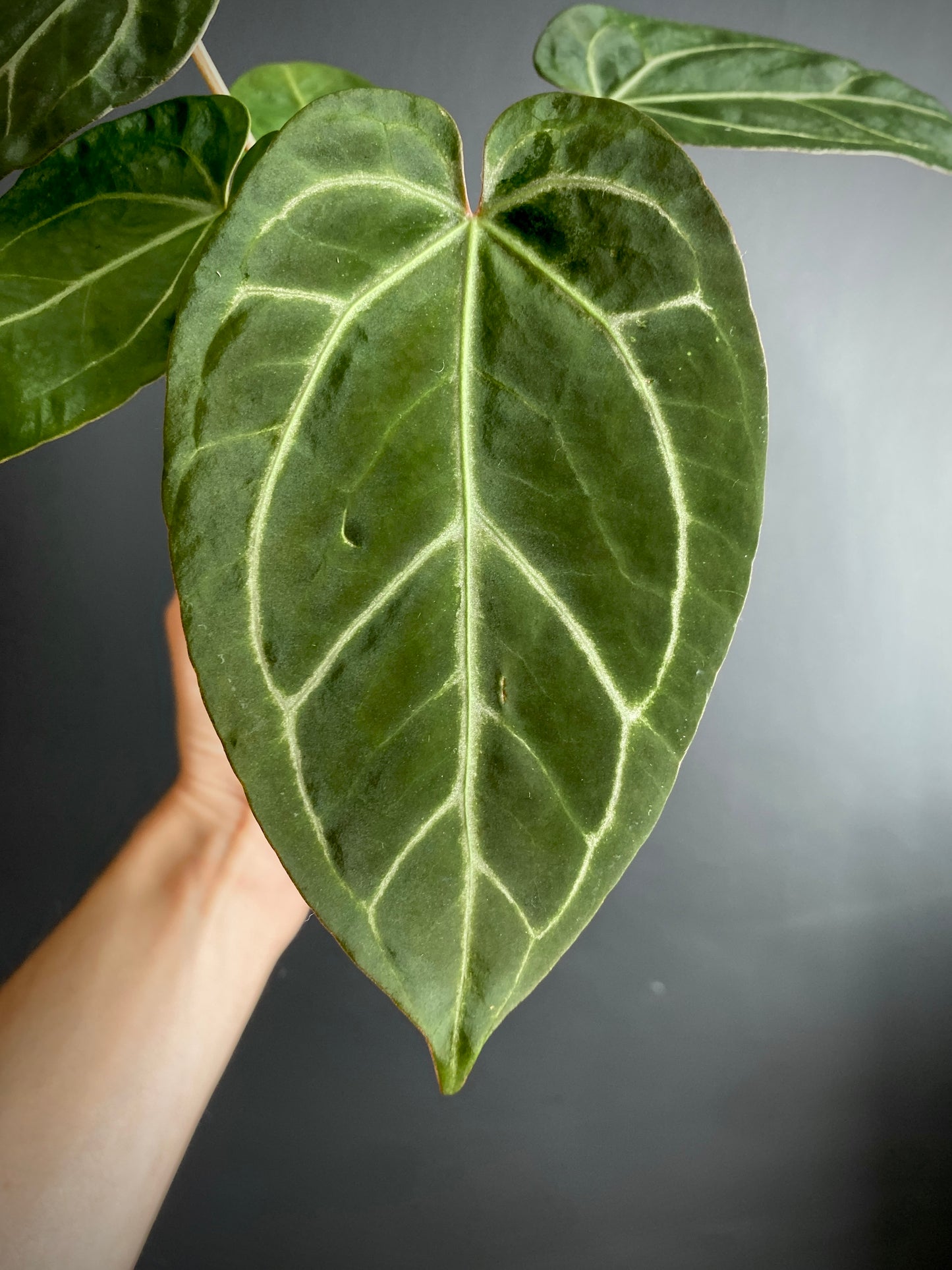 Anthurium NoID | 9 cm pot