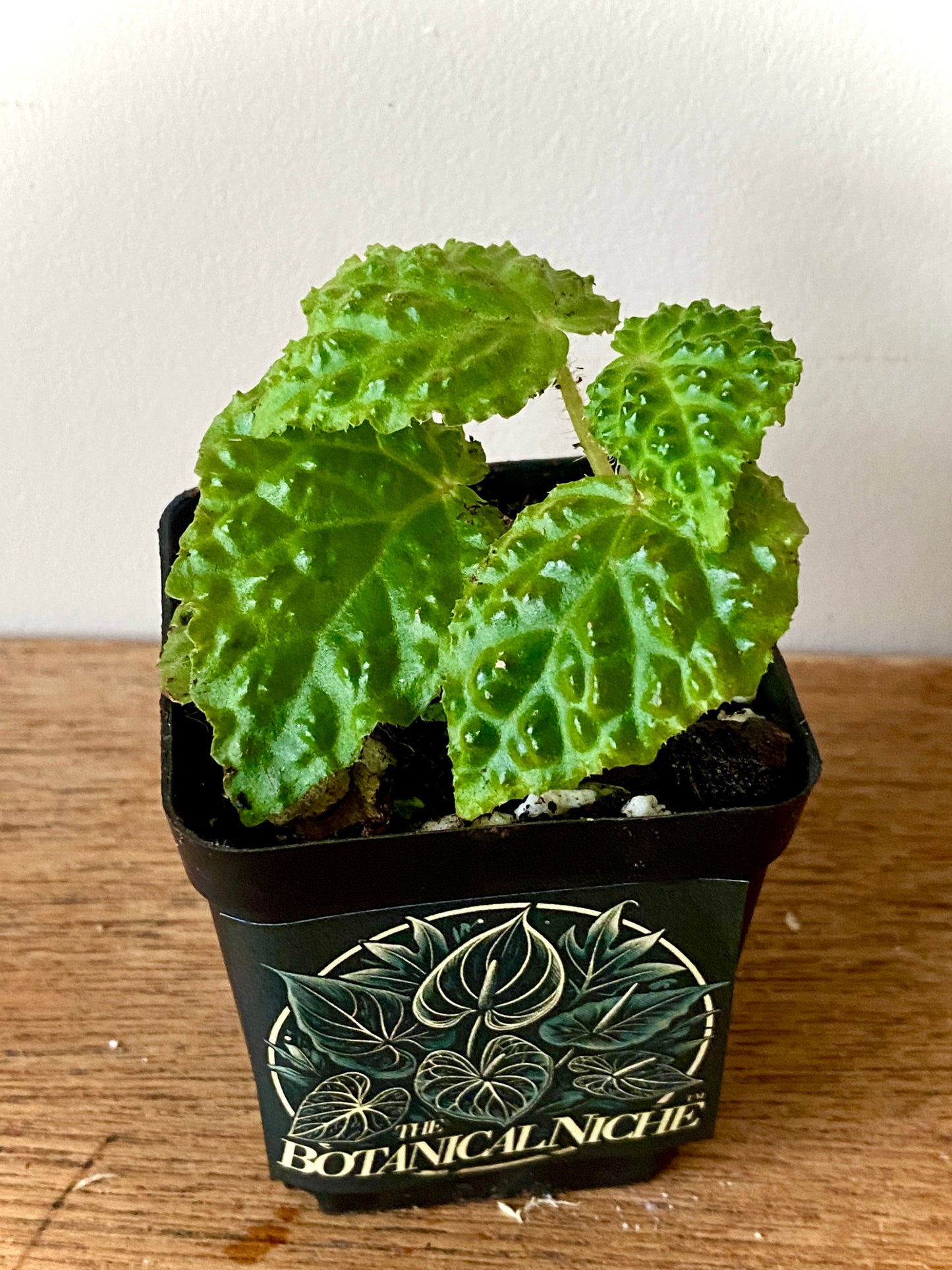 Begonia Dracopelta | 6 cm pot