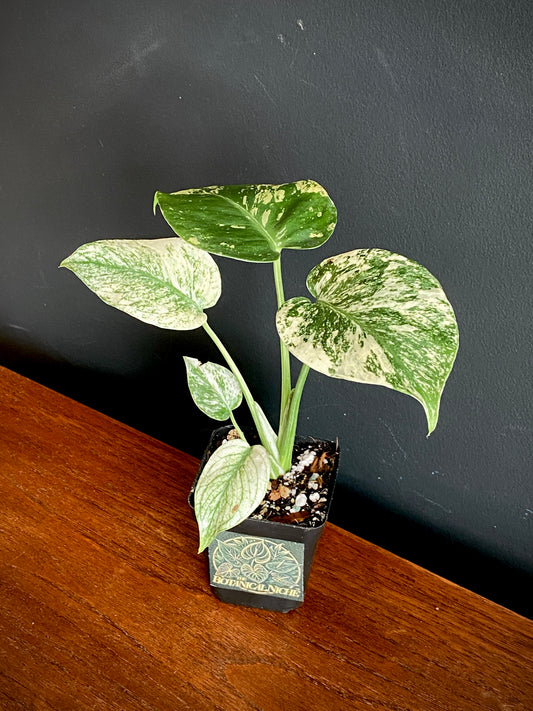 Monstera Deliciosa Mint variegated | 7 cm pot (C)