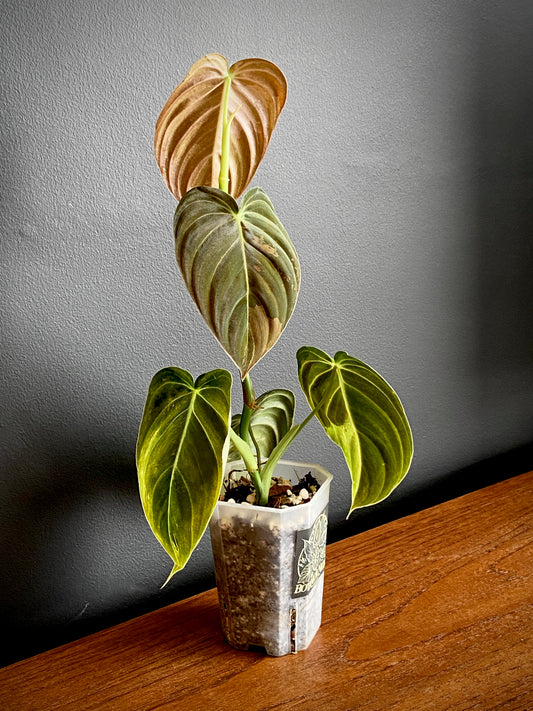 Philodendron Melanochrysum variegata | 7 cm pot (A)
